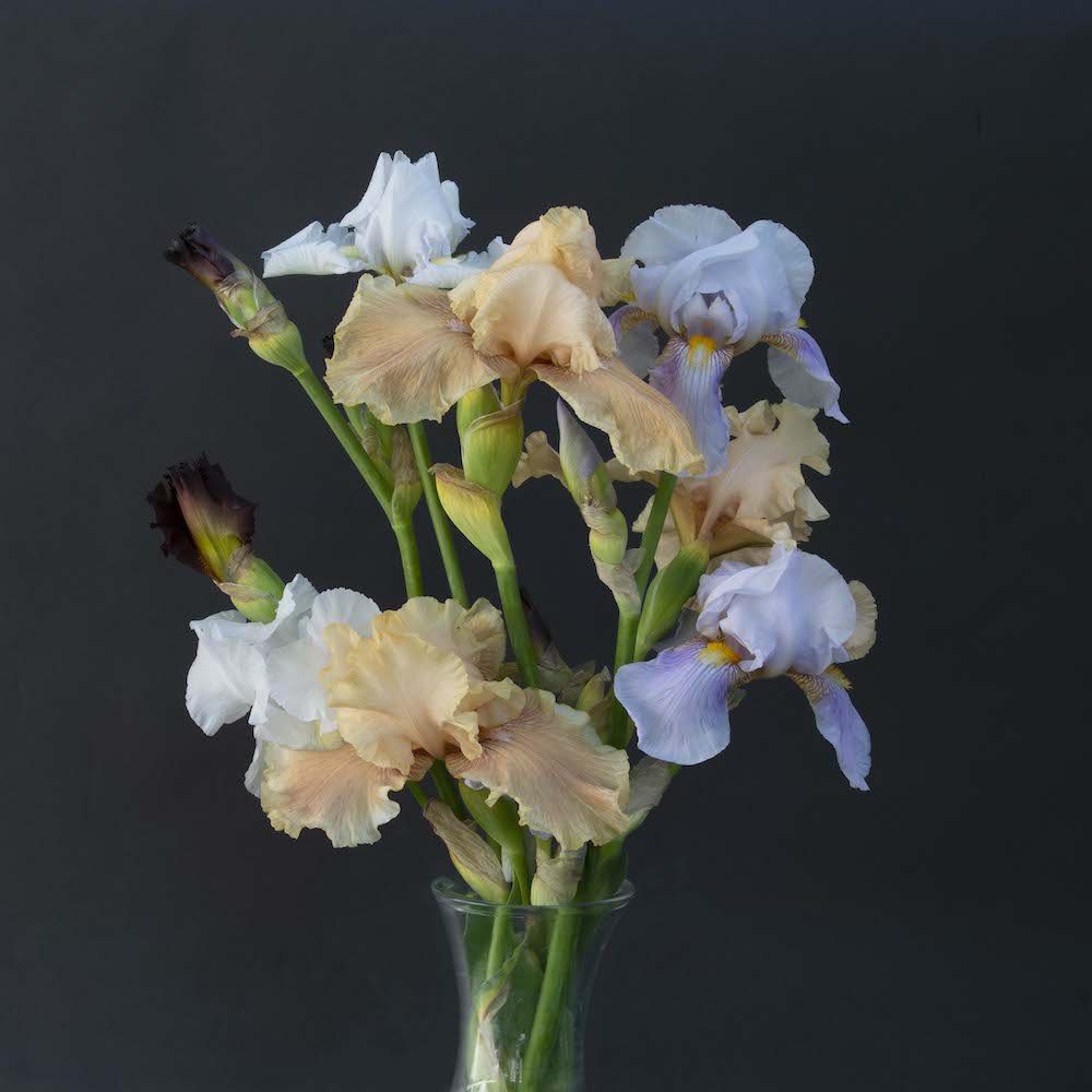 Iris Apricot and Blue 36x36.jpg