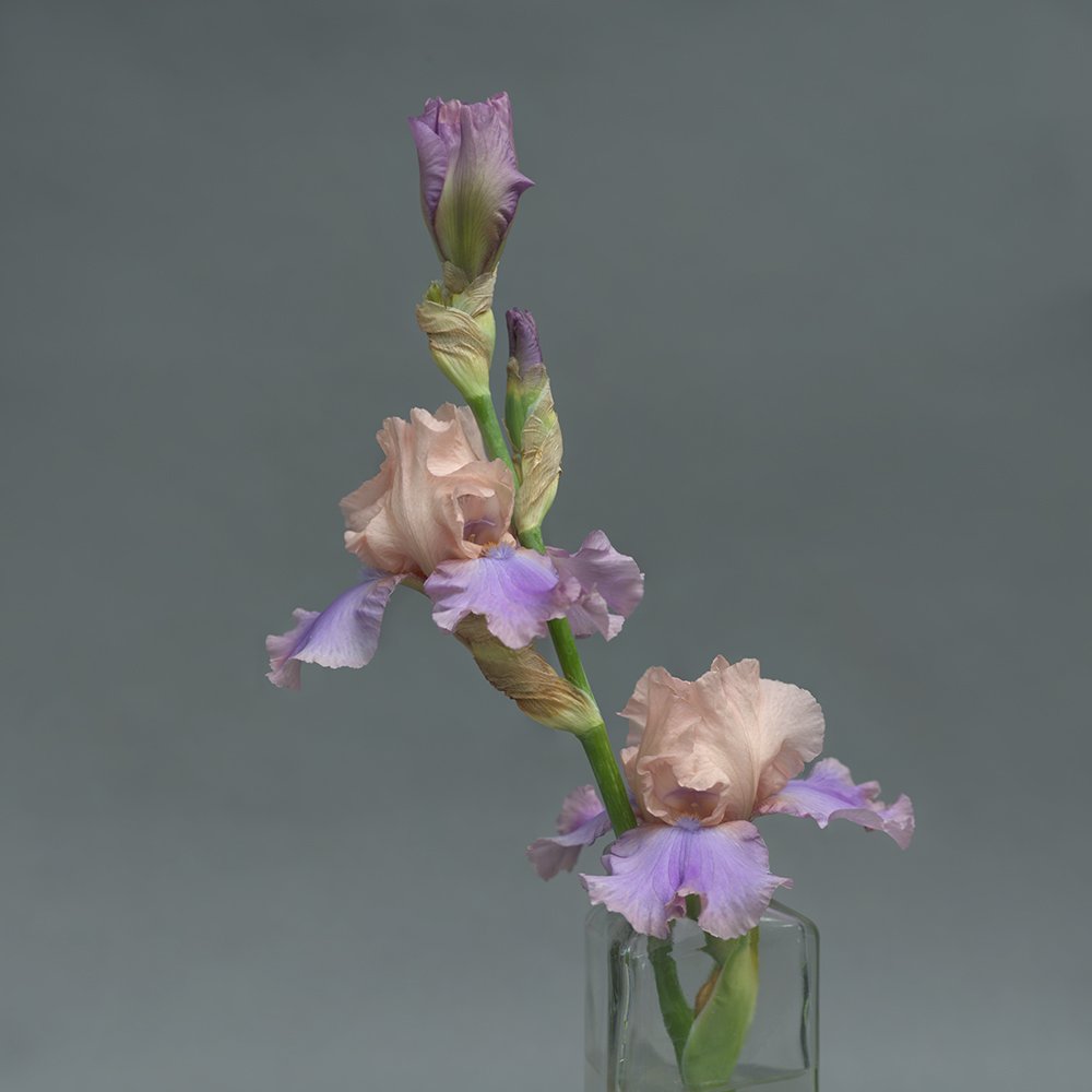 Iris Lavender  May 15, 2018 3- 72.jpg