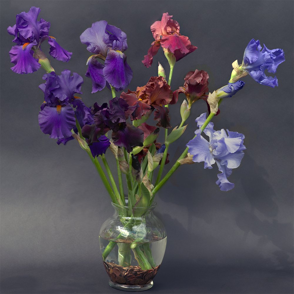 Iris Multiple Purple and brown Pan_lo res 72.jpg