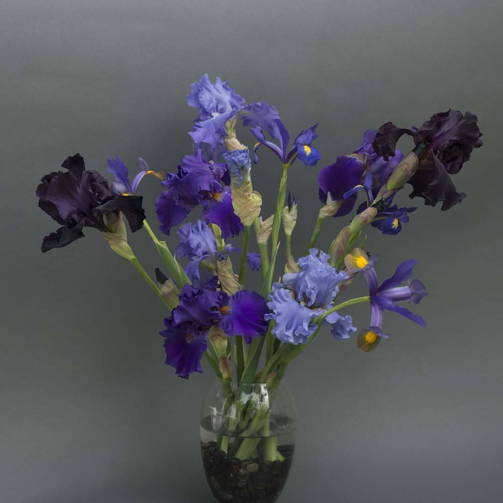 Iris Purple Blue and Yellow-Lo res 72.jpg