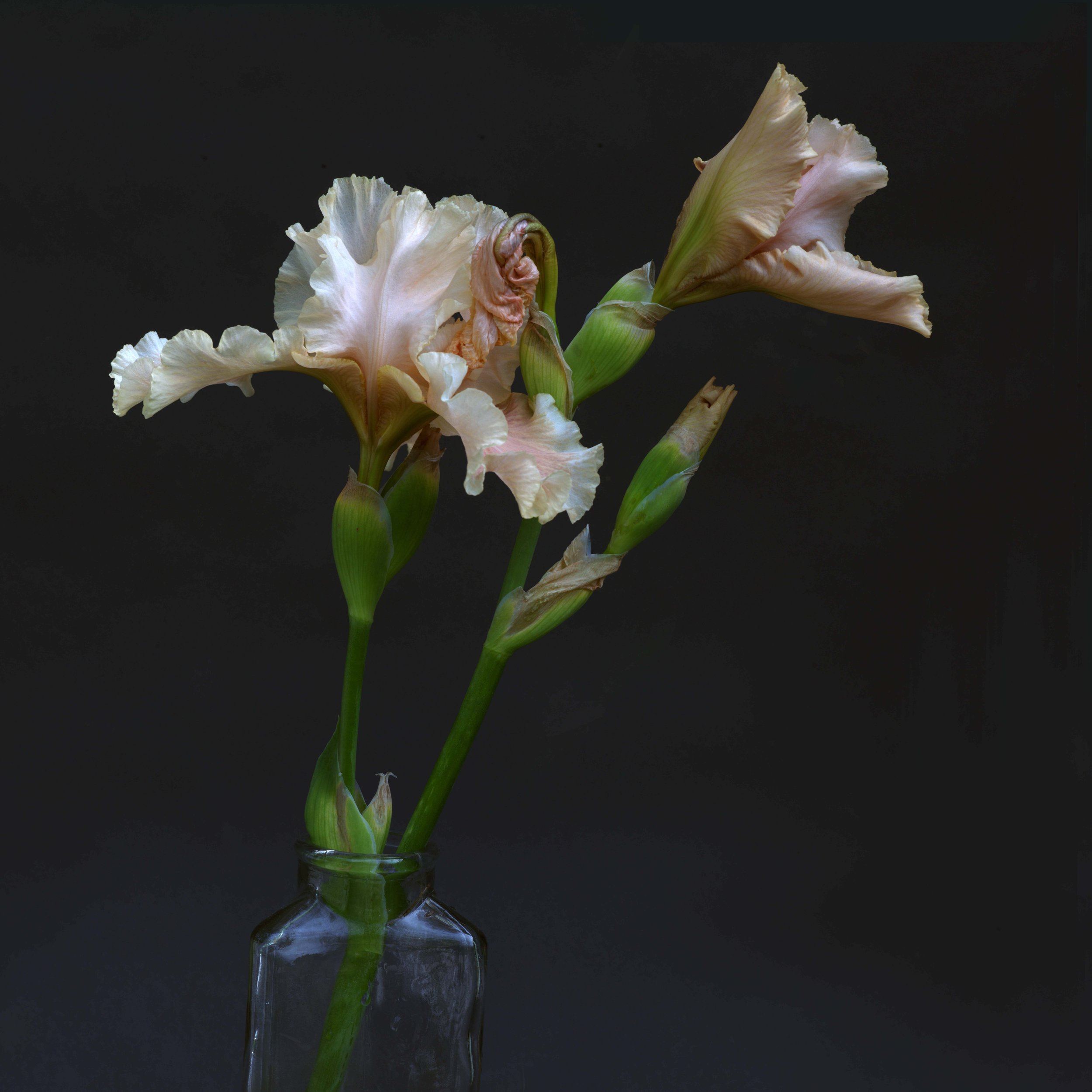 Iris Two Beige Lo Res 72.jpg