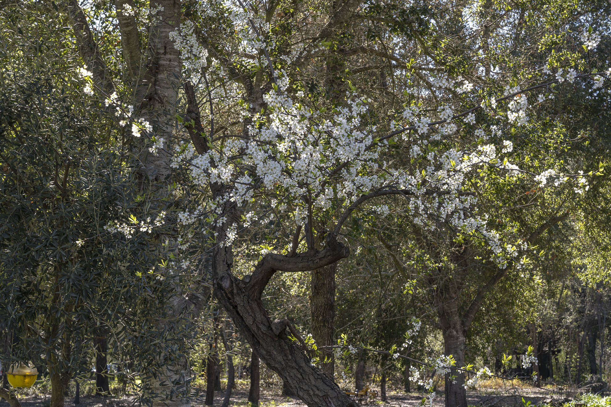 Plum Tree in Blossom, St Helena