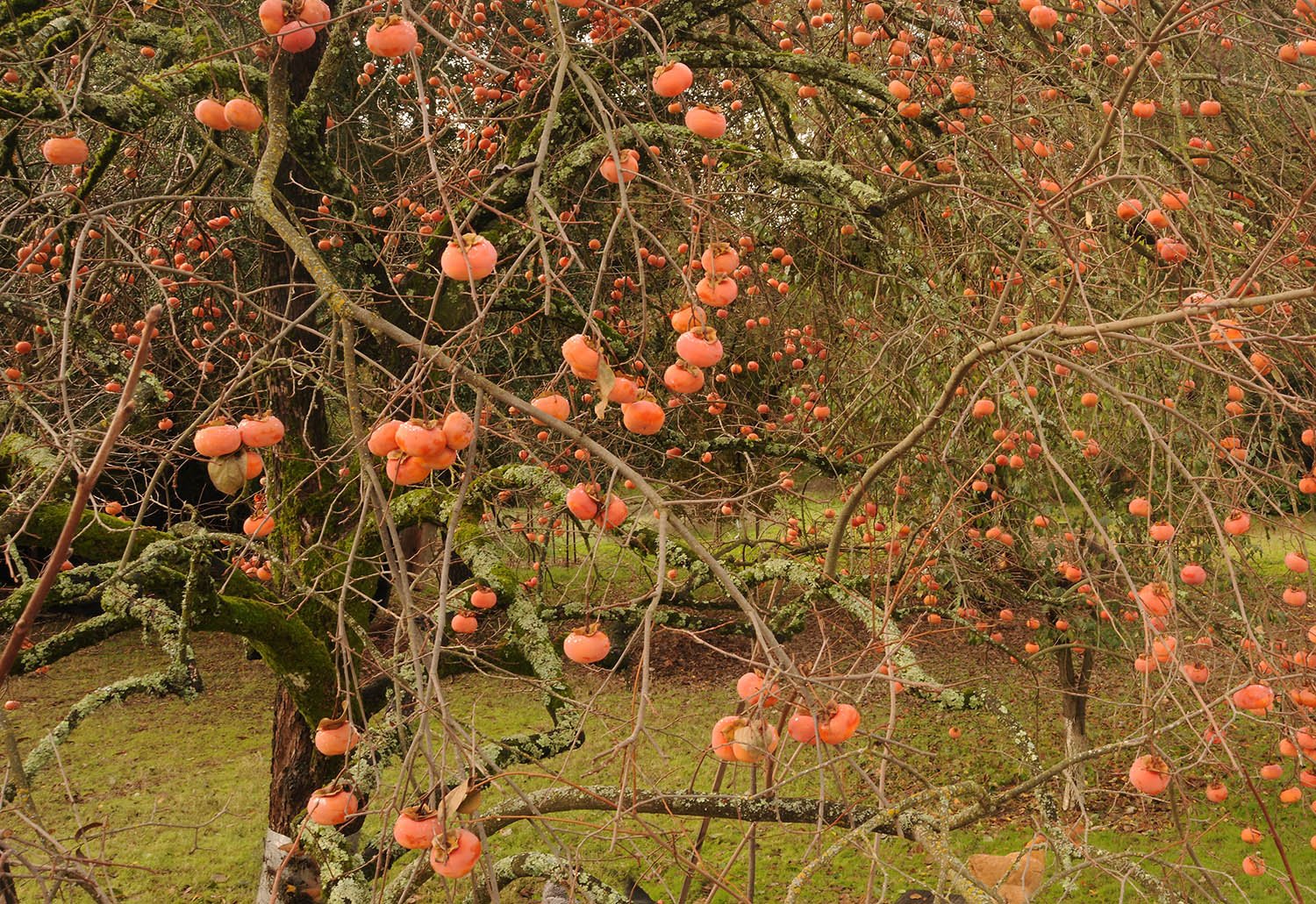 Persimmon Tree, St Helena