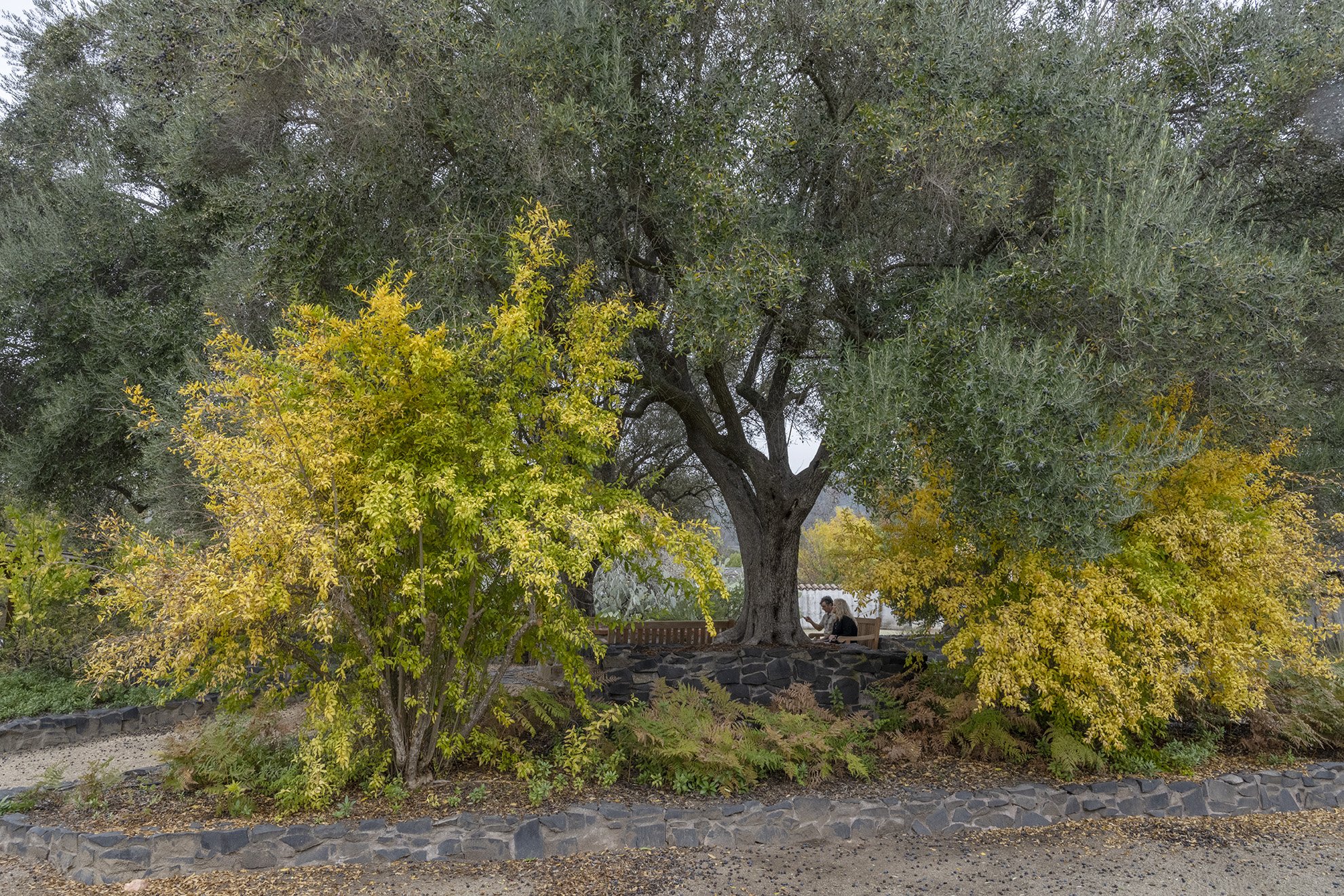 Great Olive Tree, Sonoma Mission 2022