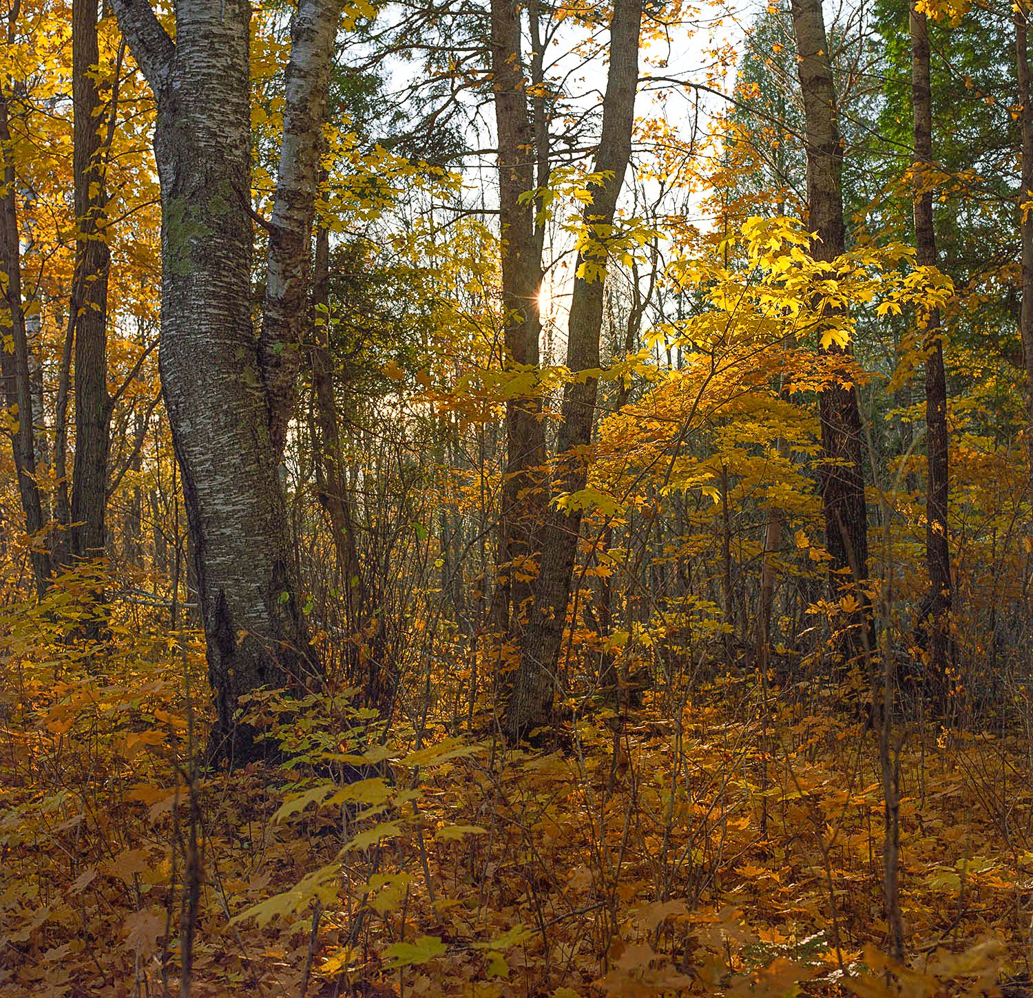 Norcroft 1 at Lutsen, MN