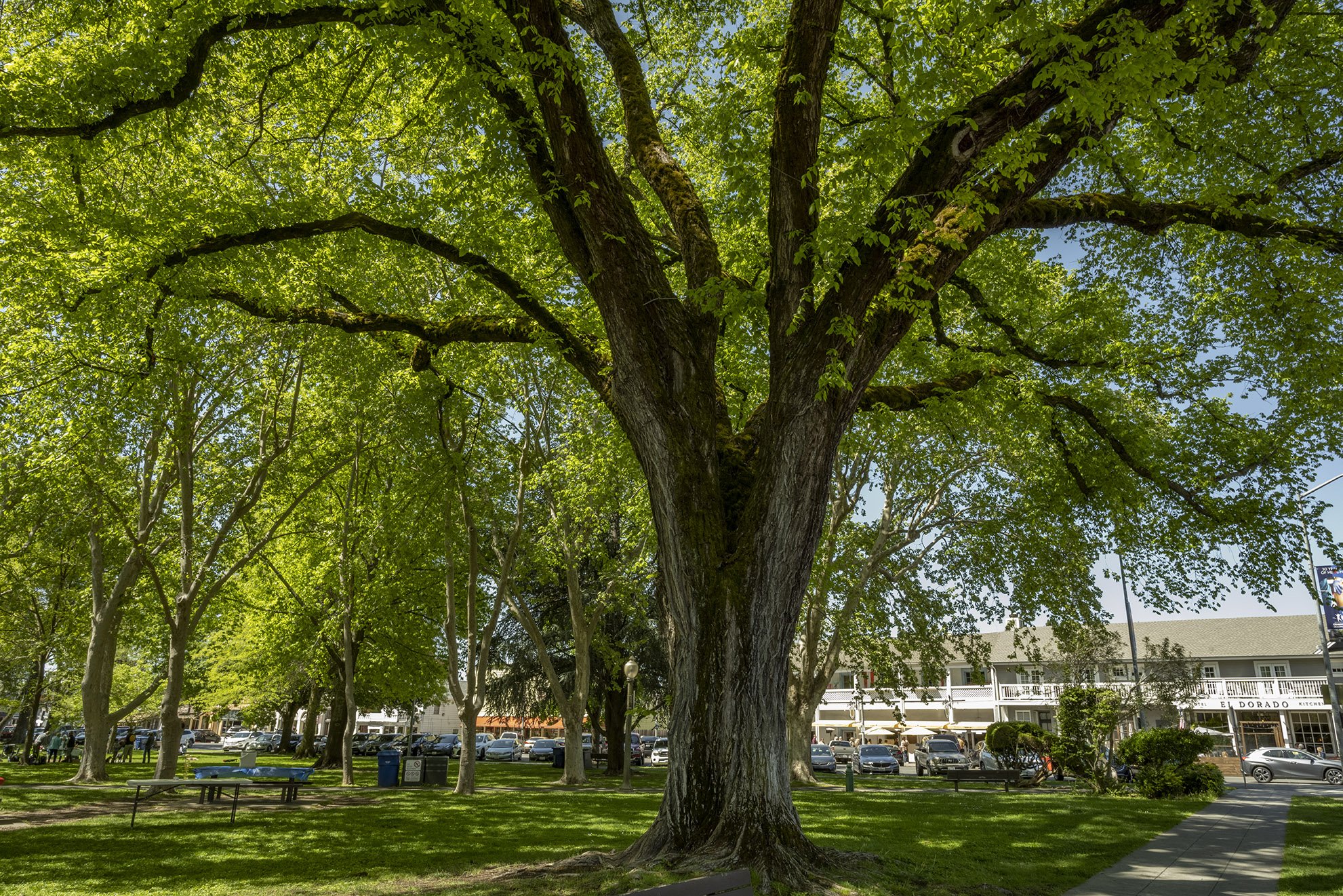 Plaza Elm, Sonoma, Easter, 2022