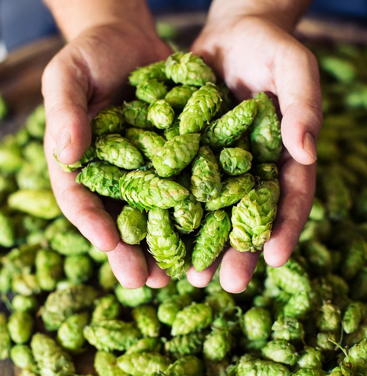 Hops in Hand.jpg
