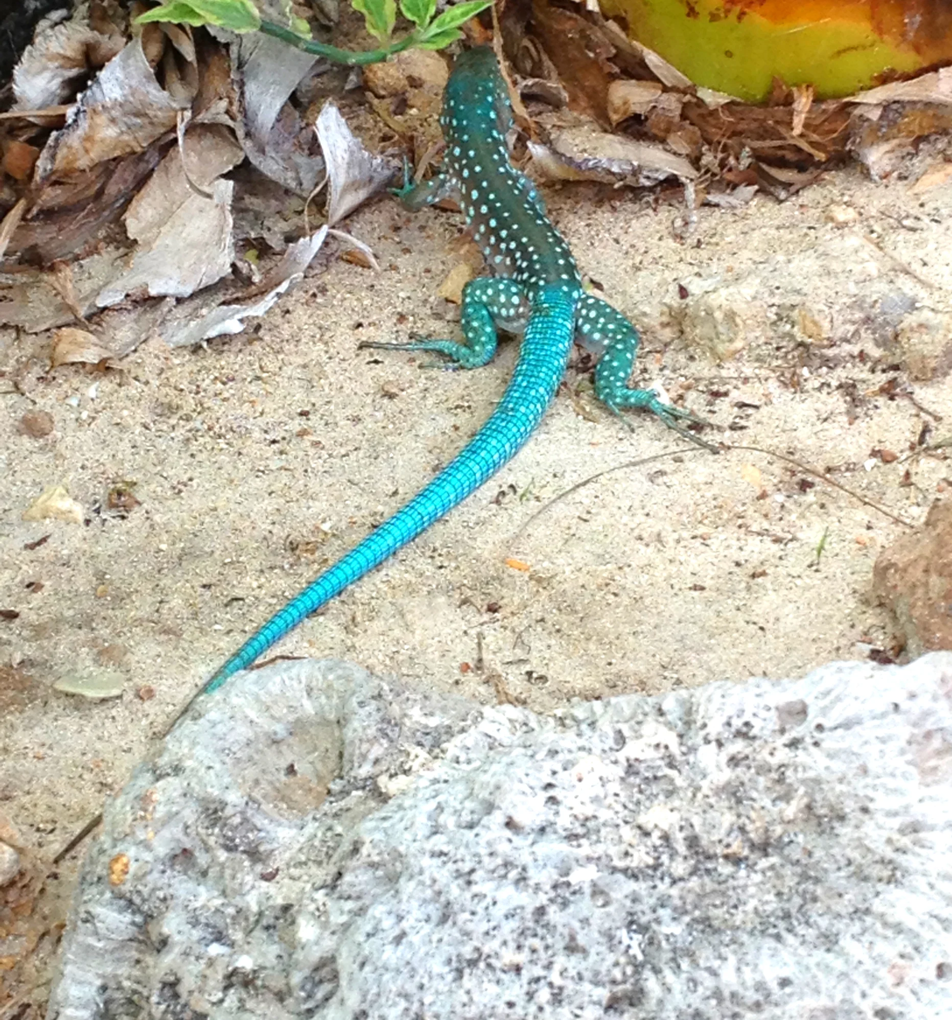 chameleon // aruba