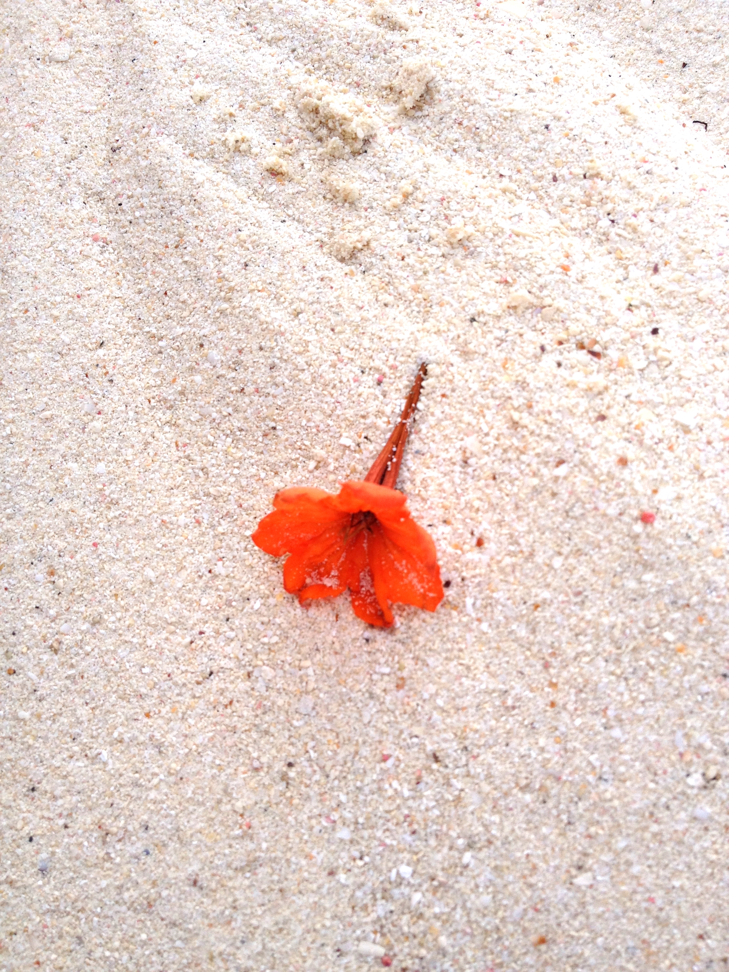 sand + petals // aruba