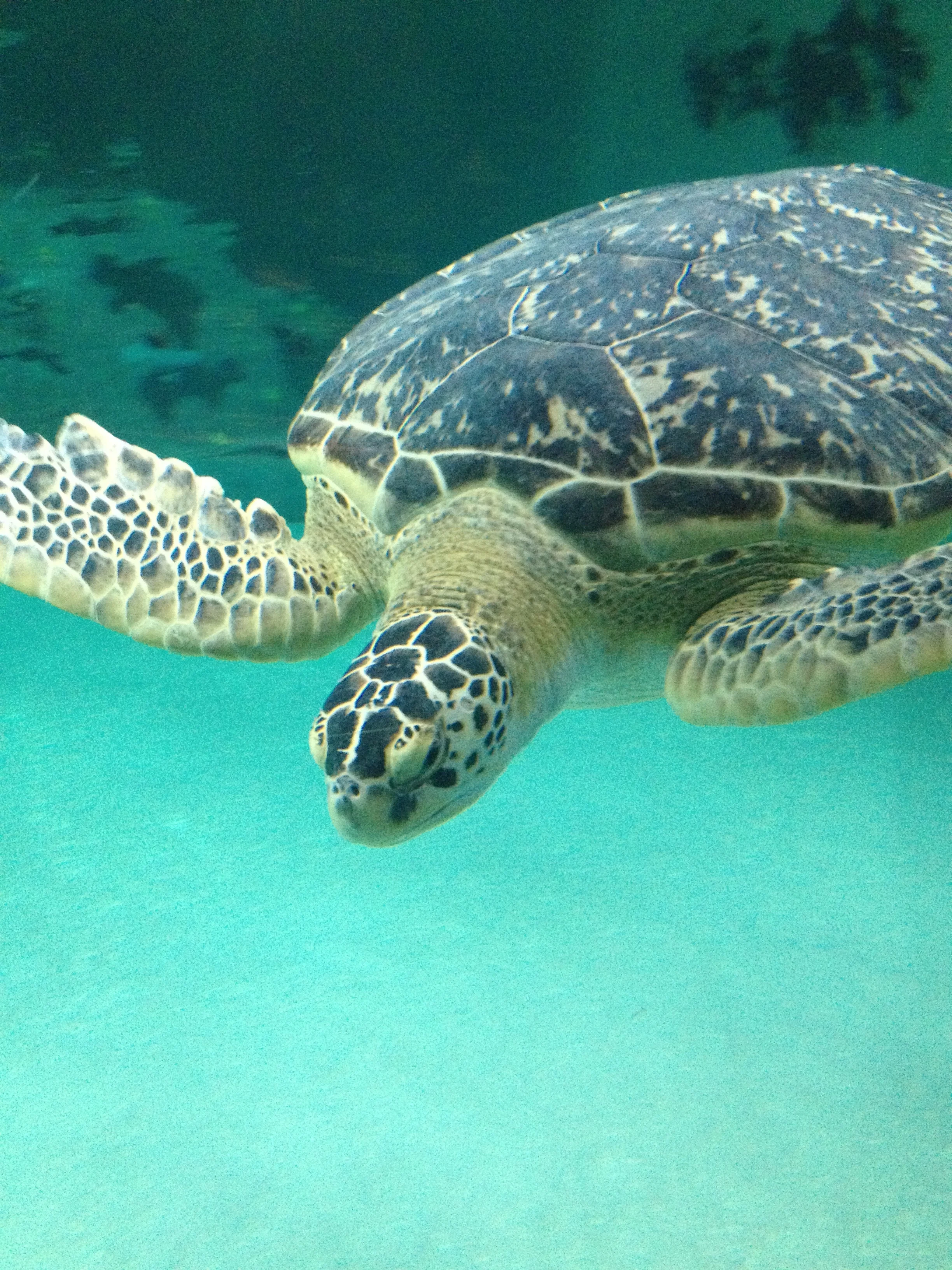 sea turtle // outer banks aquarium (nc)