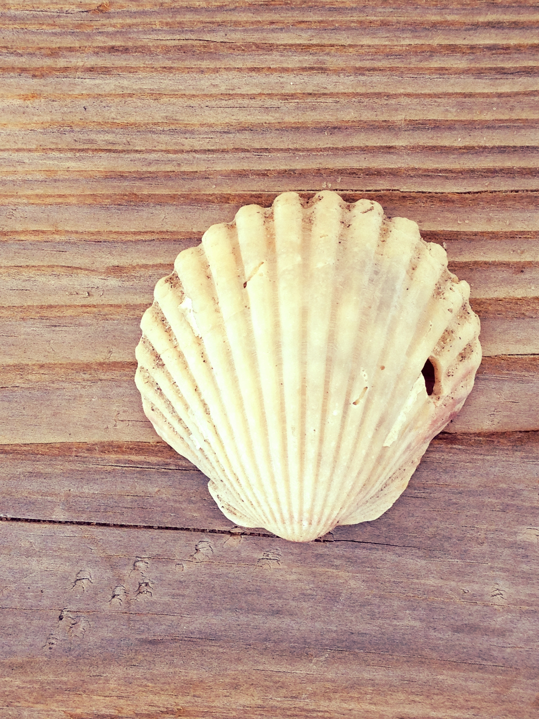 solo seashell // outer banks (nc) 