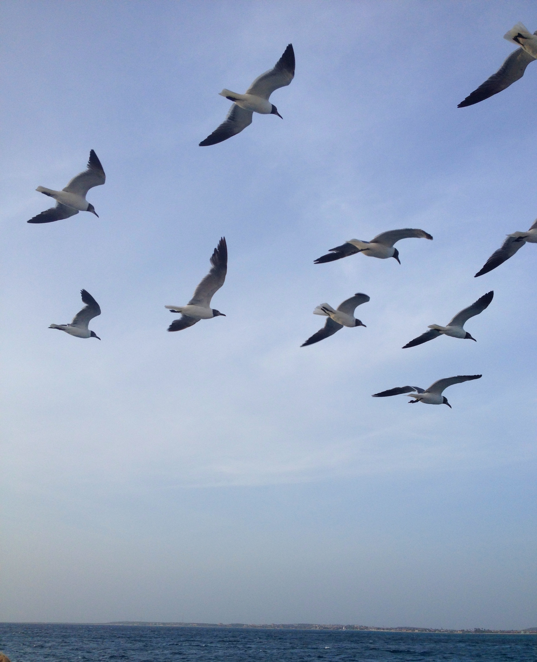 sea birds // aruba