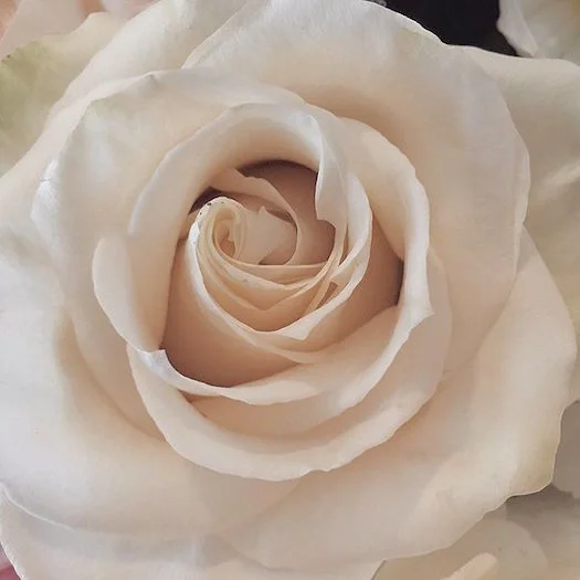 Yin-yoga-rose.jpeg