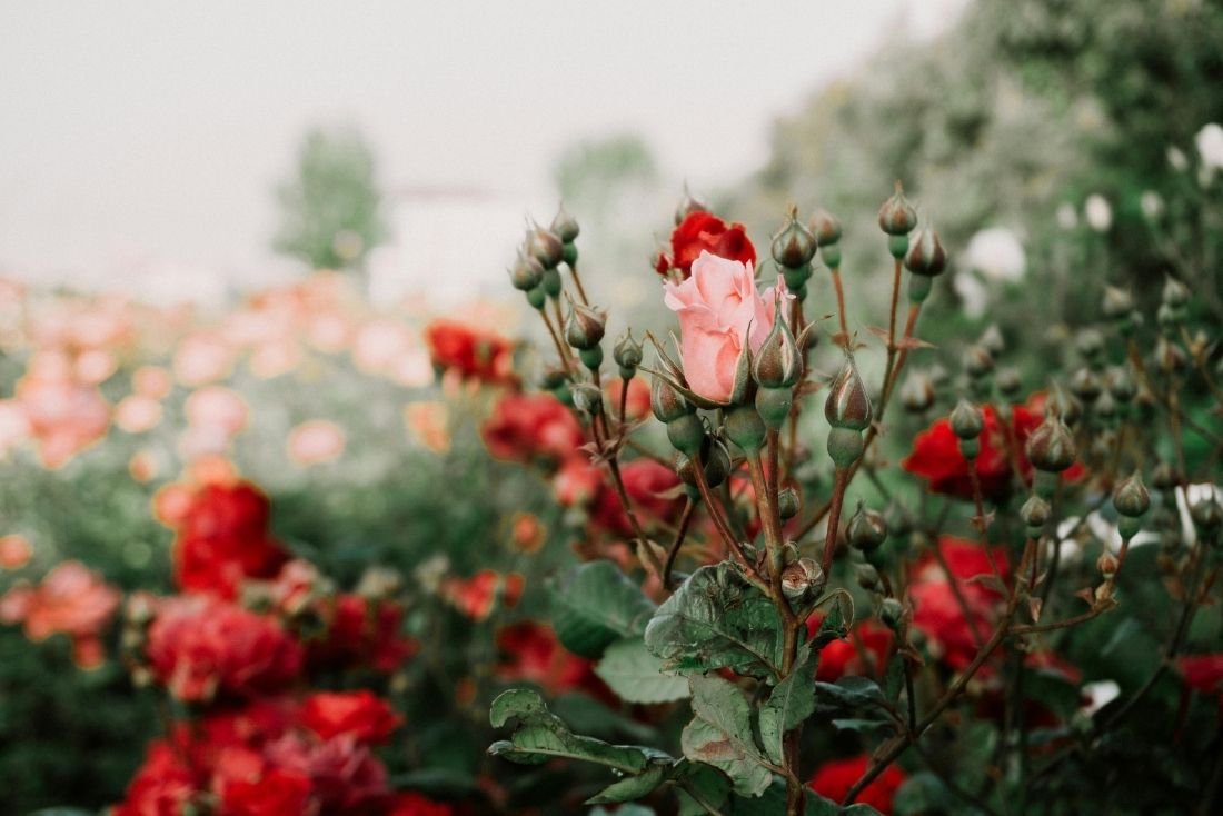 Rituals for a Mother Blessing Ceremony