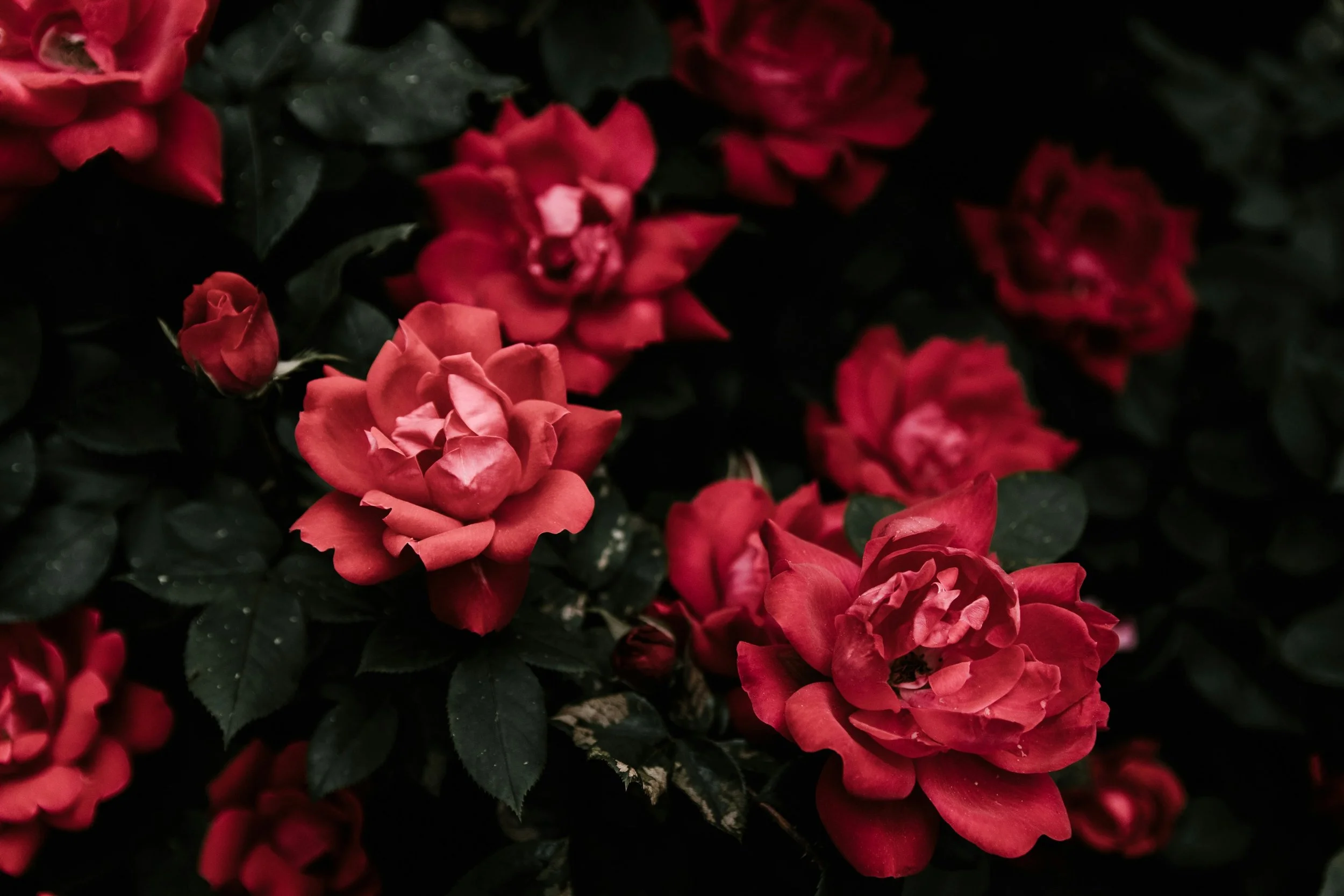 Close-up of blooming red roses with dark green leaves