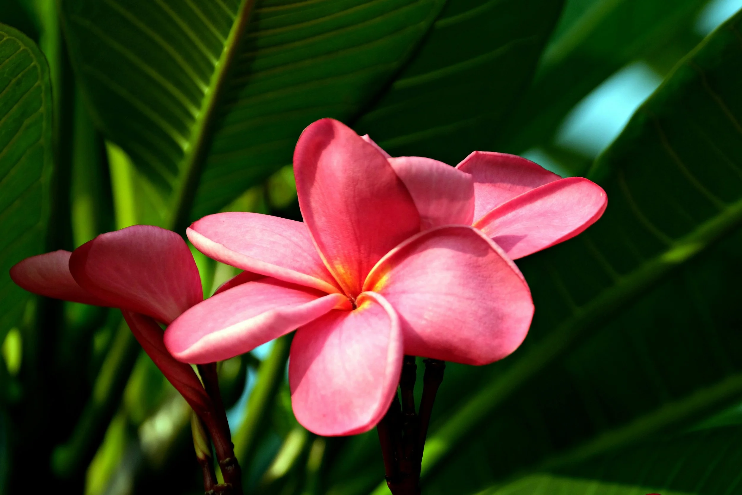 Ho’oponopono: A Hawaiian Practice for Forgiveness