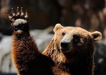 waving-bear.jpg