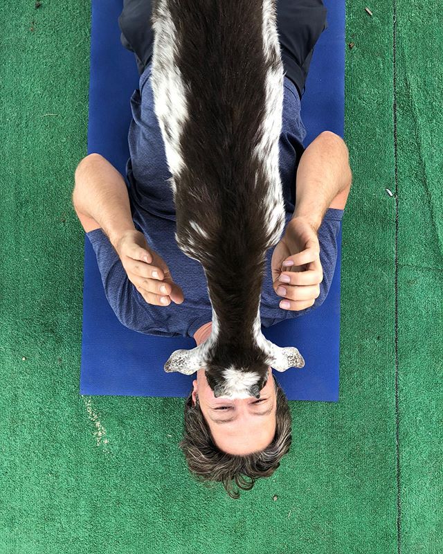 Too many pics to post from this week out west w/ @kansasgoeswest. So much fun. So much adventure. SO much goat yoga. Until next time, mountains.
⛰ 🐐 🧘♂️ 🎣 🥾