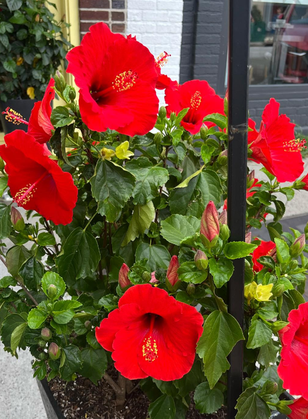 Red Flower.png