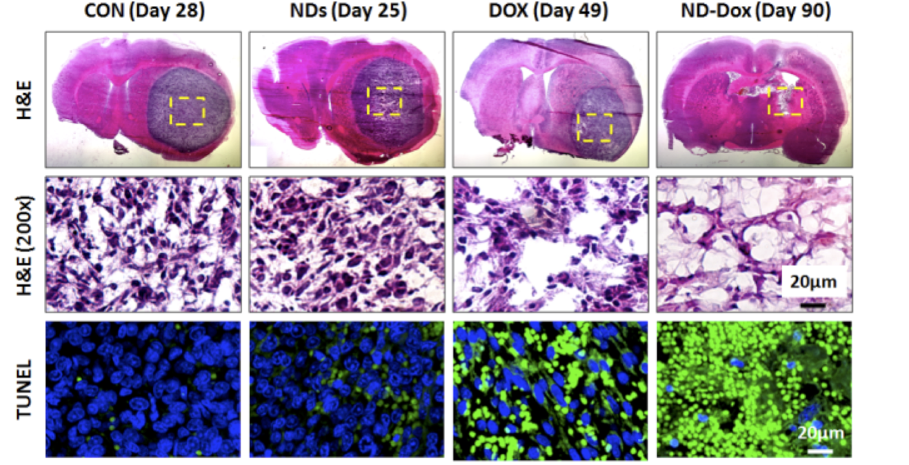 Courtesy: Elsevier/Ho Group