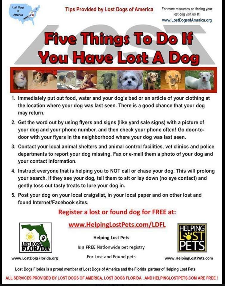 LOST/FOUND PETS — Hopeful Paws