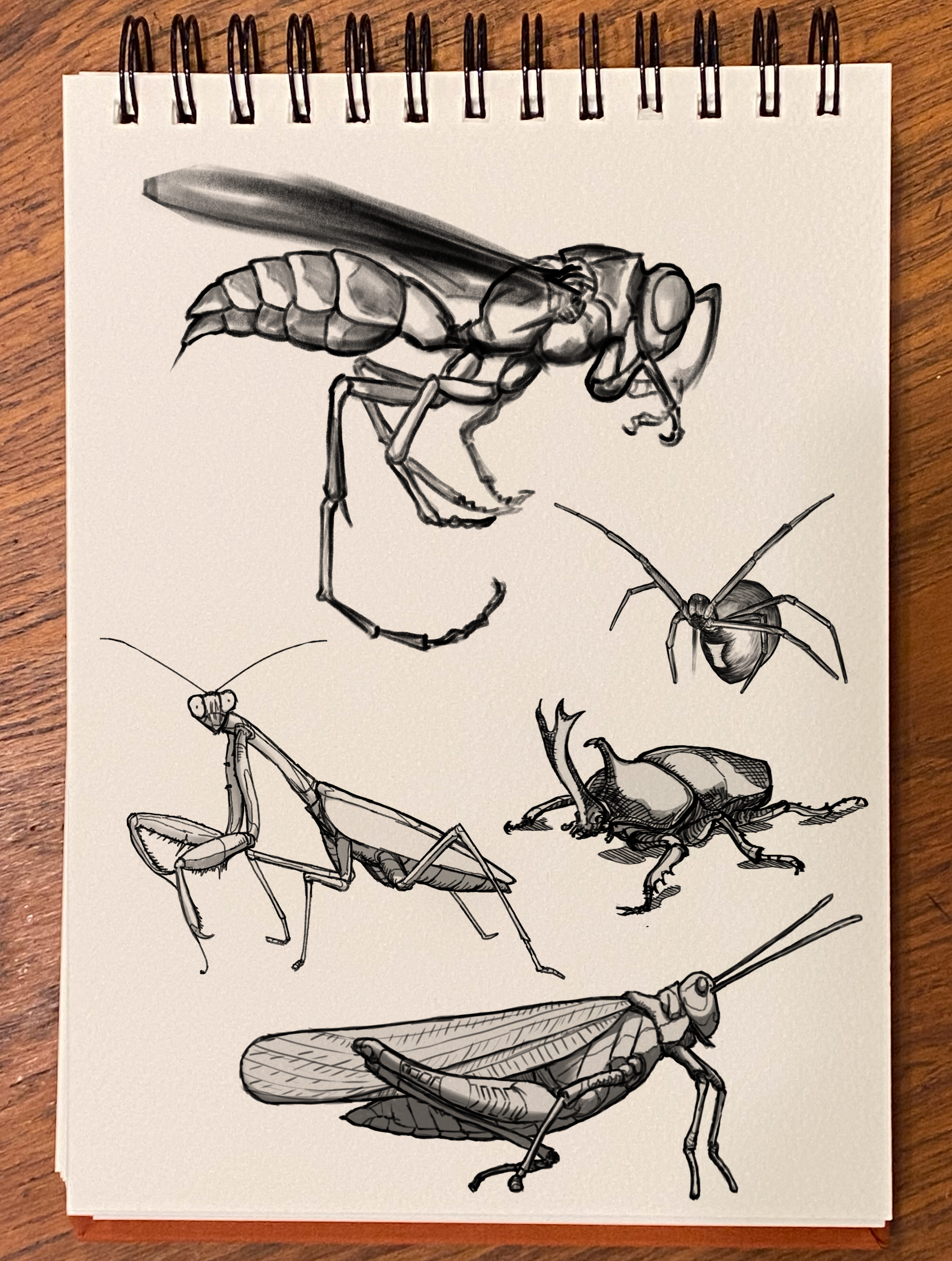 Sketchbook Bugs Comp 7.06.24.png