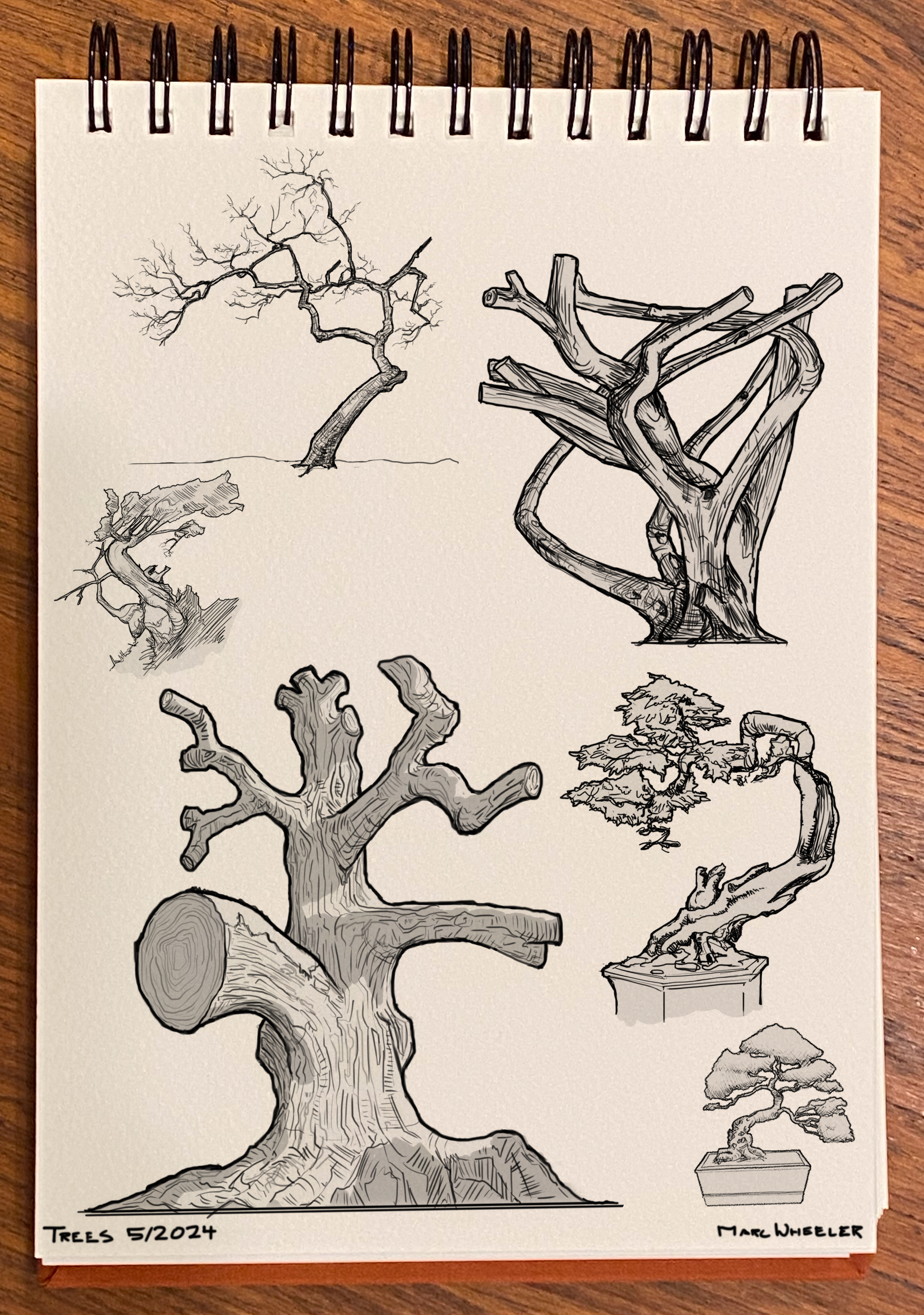 Sketchbook Tree Comp 5.30.24.png