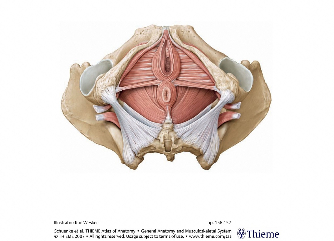 Bowel Dysfunction Zion Physical Therapy