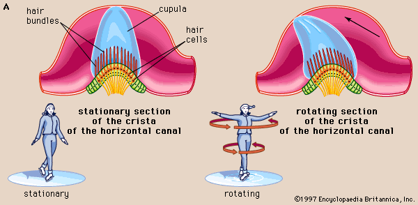 Benign Paroxysmal Positional Vertigo Bppv Zion Physical Therapy