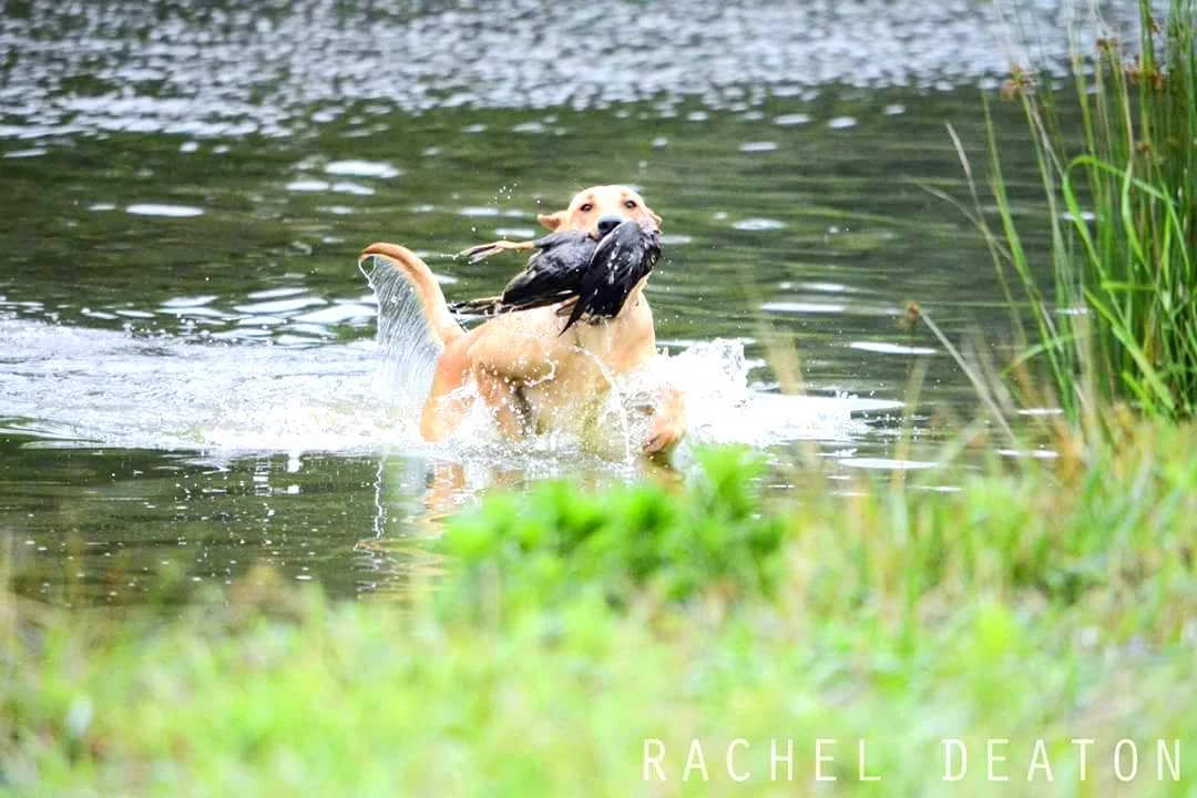 Zoieduckhunttest2016.jpg