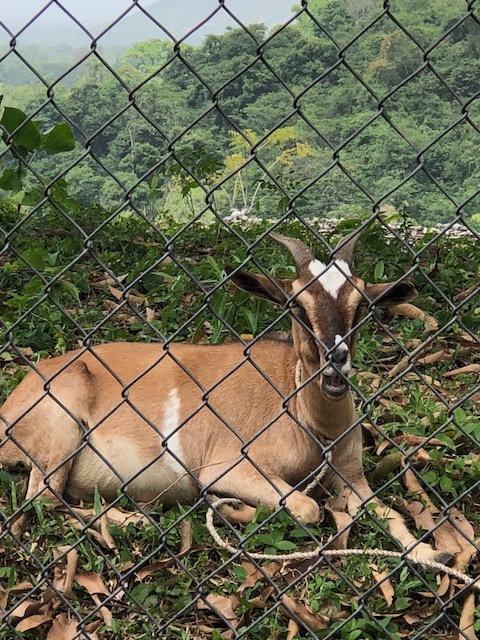 Goats were abundant in Haiti, but I only saw one with a heart on his forehead. He was lounging behind this fence as we climbed the mountain. Another reminder of God's love. 