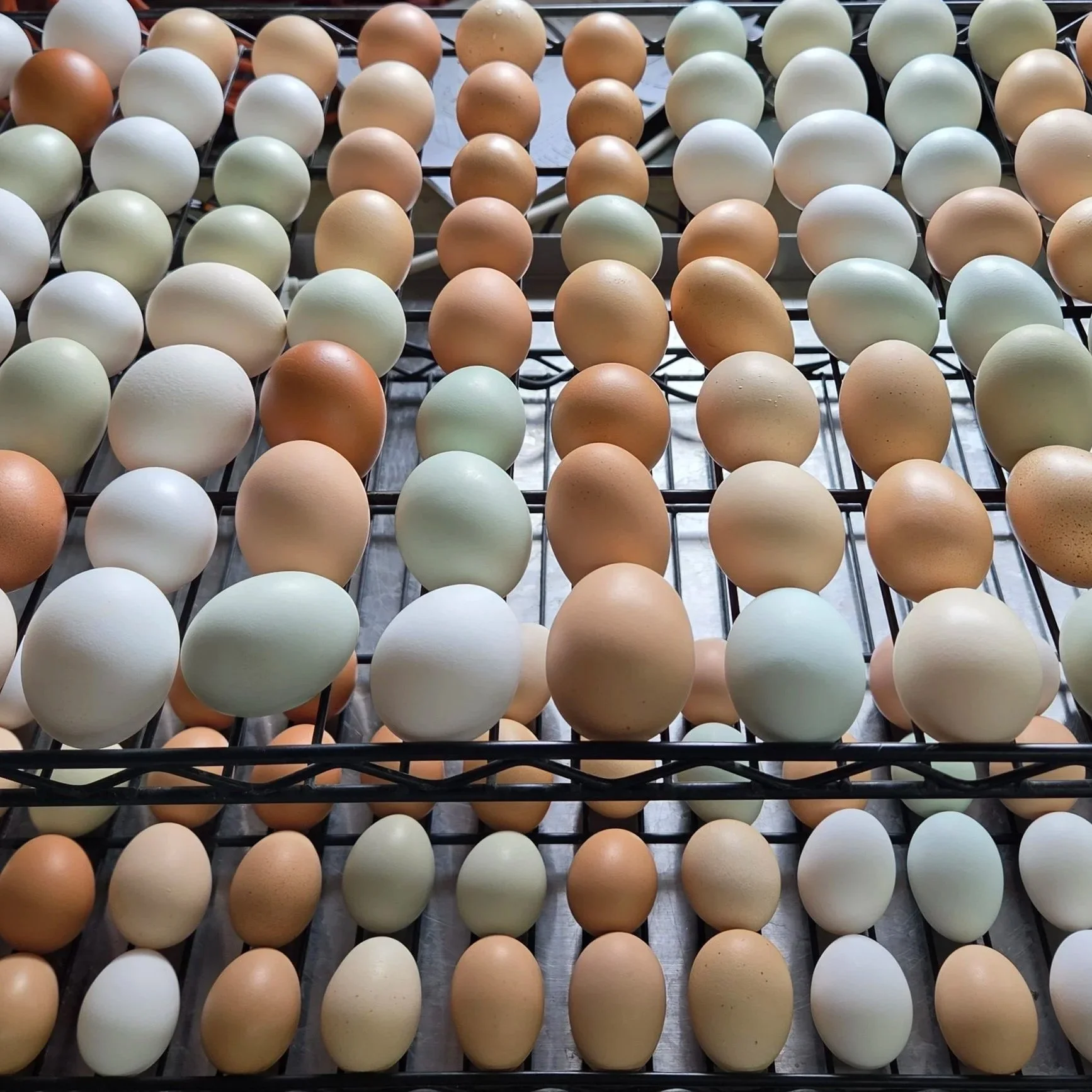 eggs.jpg