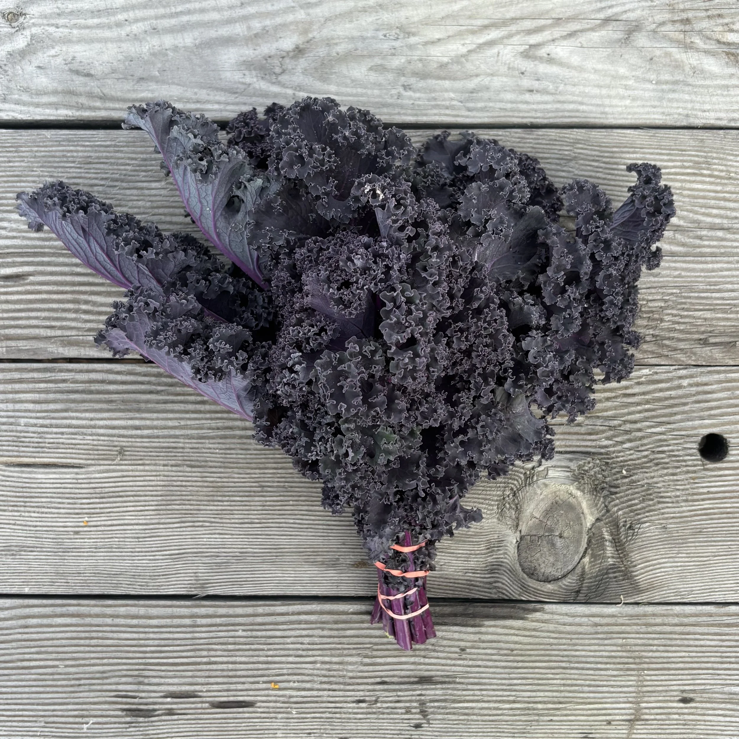 kale, purple curly.jpg