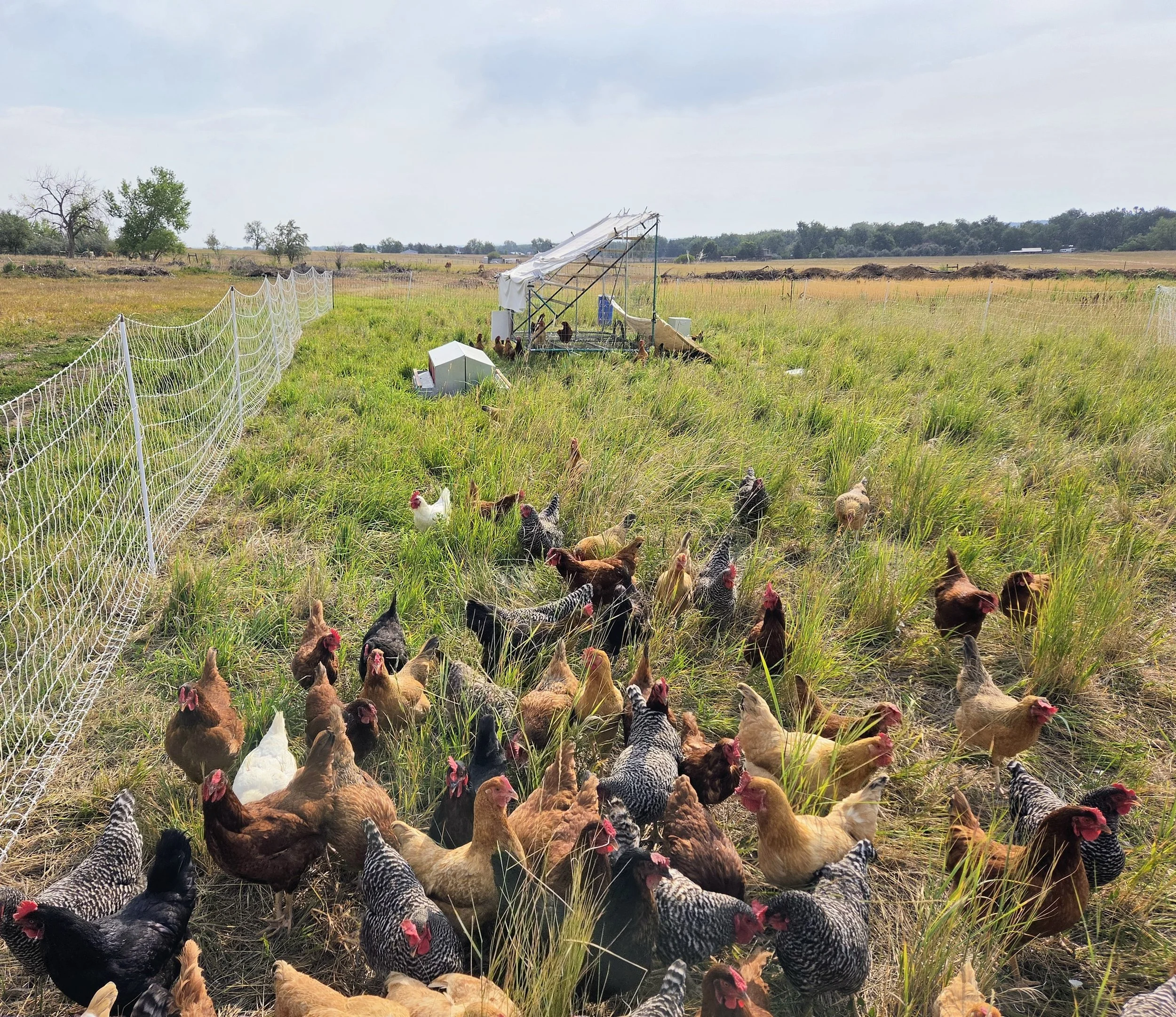 birds on pasture.jpg