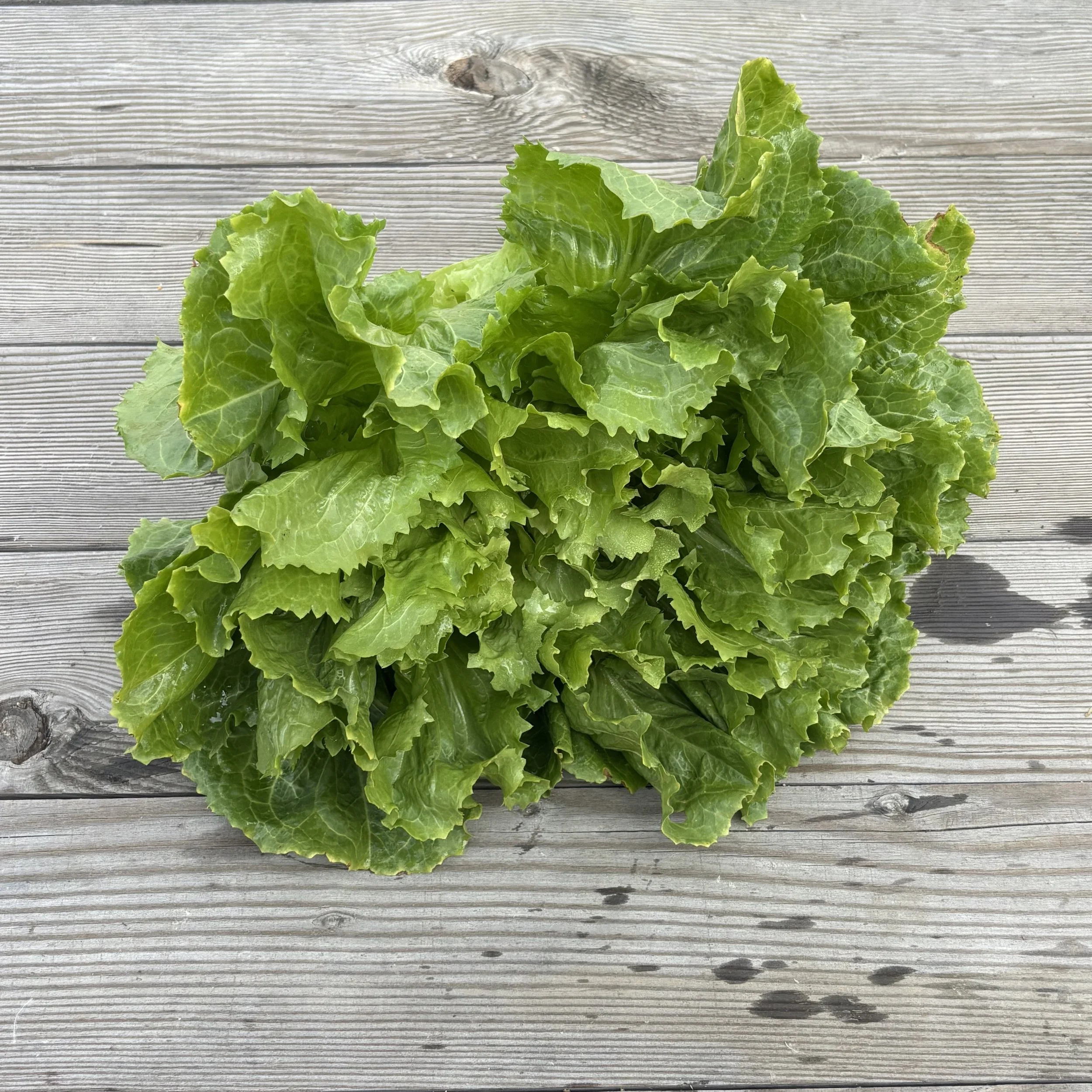escarole.jpg