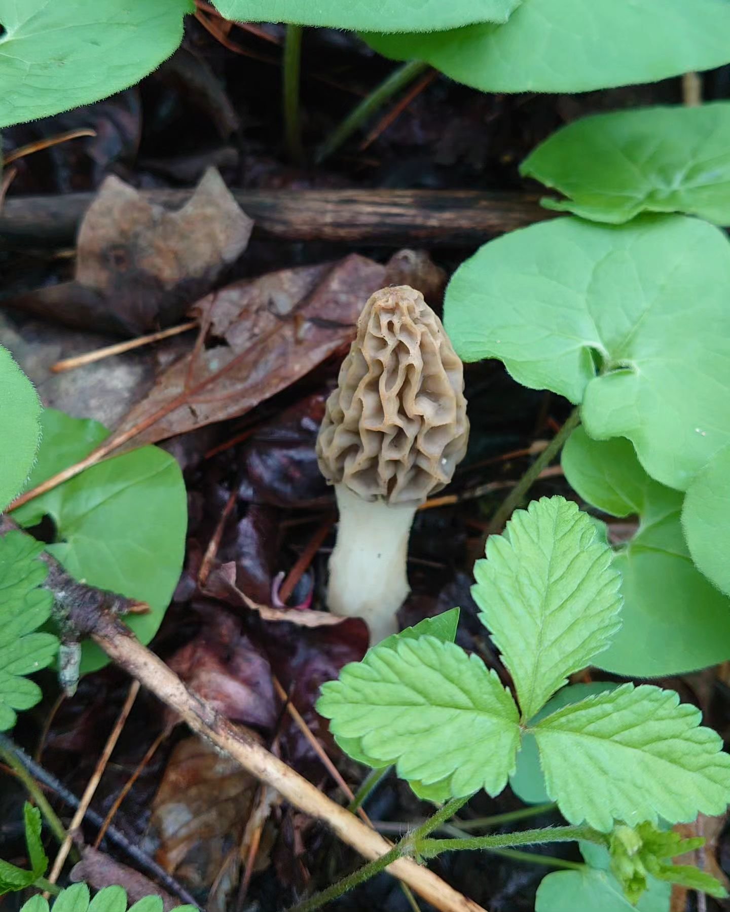 🍄🎻🌱🥬
Morels, fiddleheads, ramps, and branch lettuce...taste of Spring we picked in the mountain were EXQUISITE!!😋🙏🏻💖

#spring #harvesting #morel #mushrooms #fiddleheads #ramps #branchlettuce #leatherbritches #beans #countrycooking #appalachia