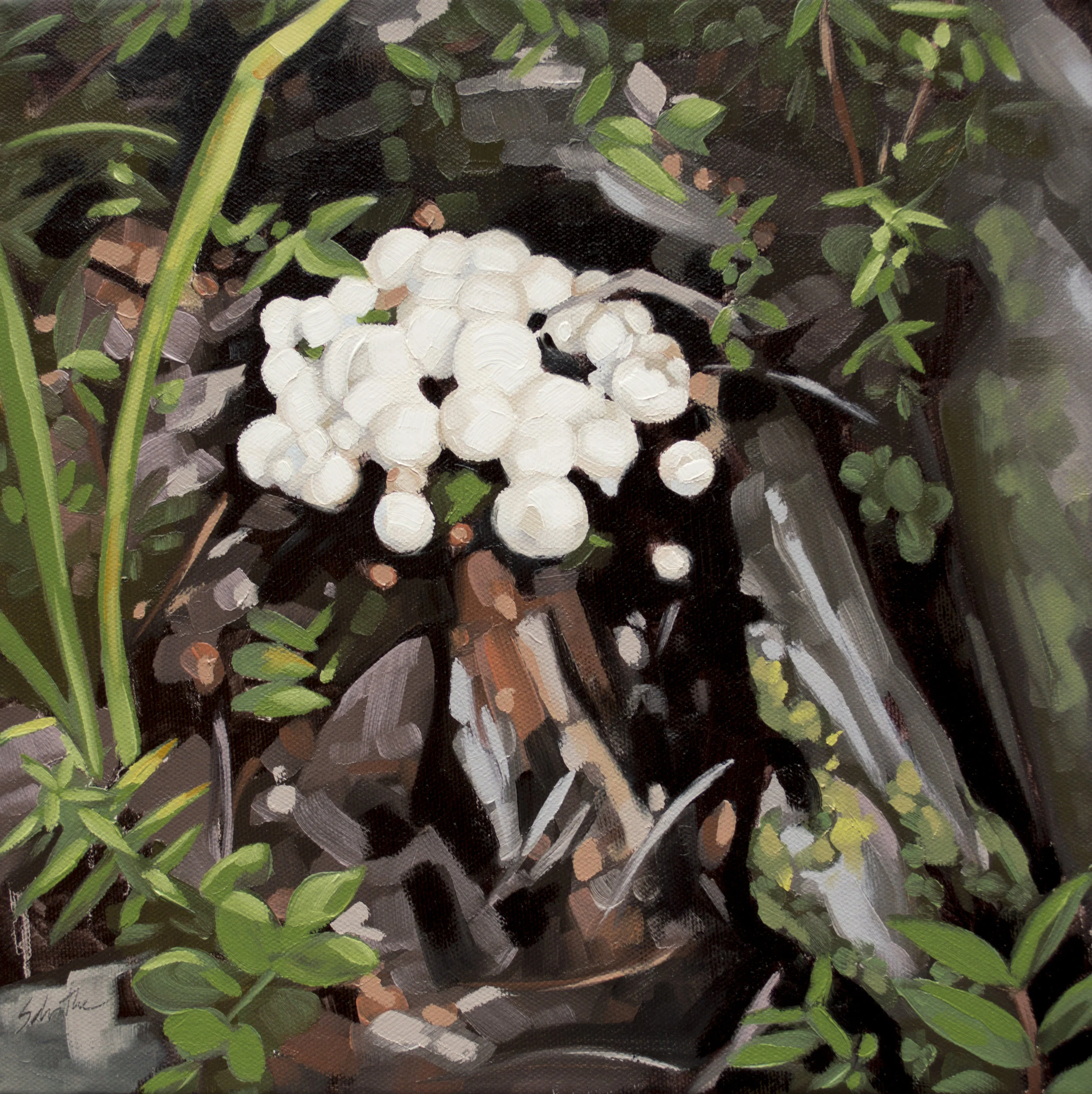 "Puffballs", Oil on Canvas, 12" x 12".