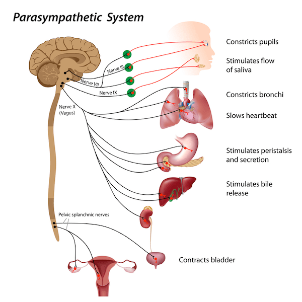 https://images.squarespace-cdn.com/content/v1/56f3240162cd94748f49765e/1513700938689-YRPXZHP526U4VWWI2KGH/Parasympathetic-system-diagram-min.png?utm_source=chatgpt.com