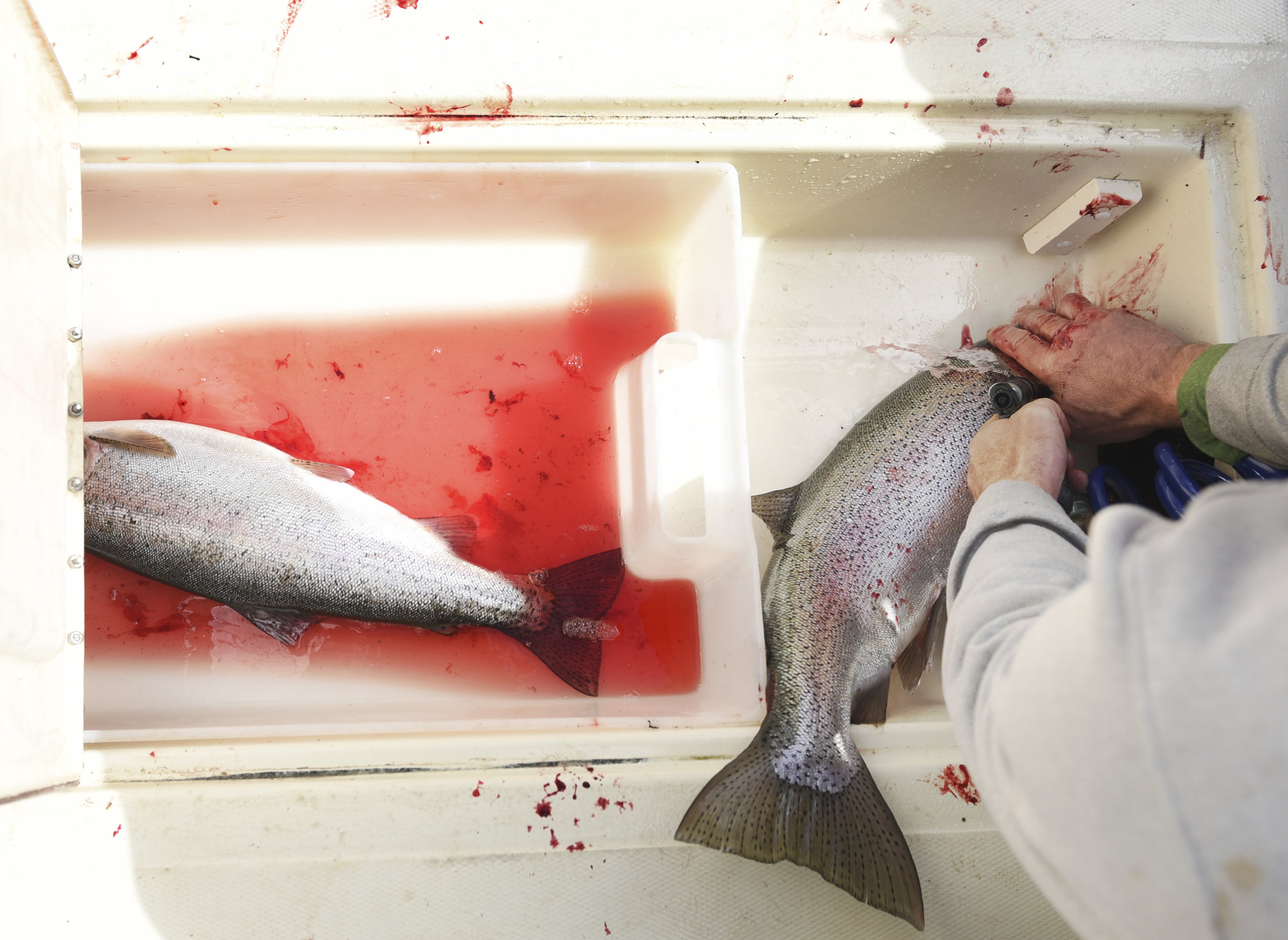 Captain Bob cuts the gill of a freshly-caught rainbow trout to allow it to bleed out on Eutsuk Lake in Tweedsmuir Park, B.C., Canada. Letting the trout bleed out makes the meat of the fish taste significiantly better. 