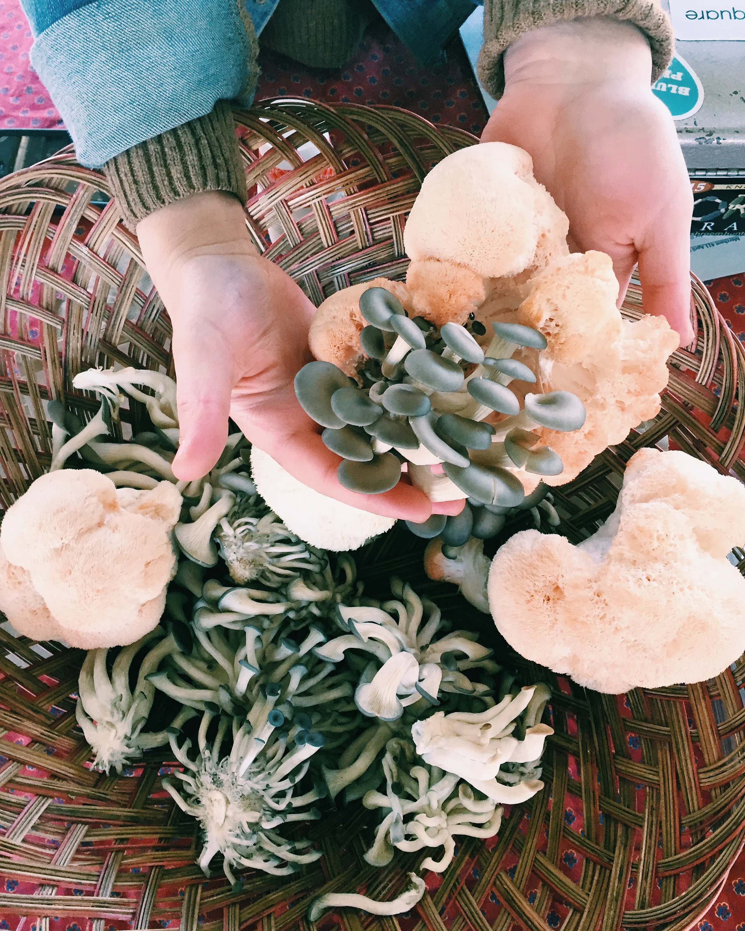 Bloomin' Shrooms 