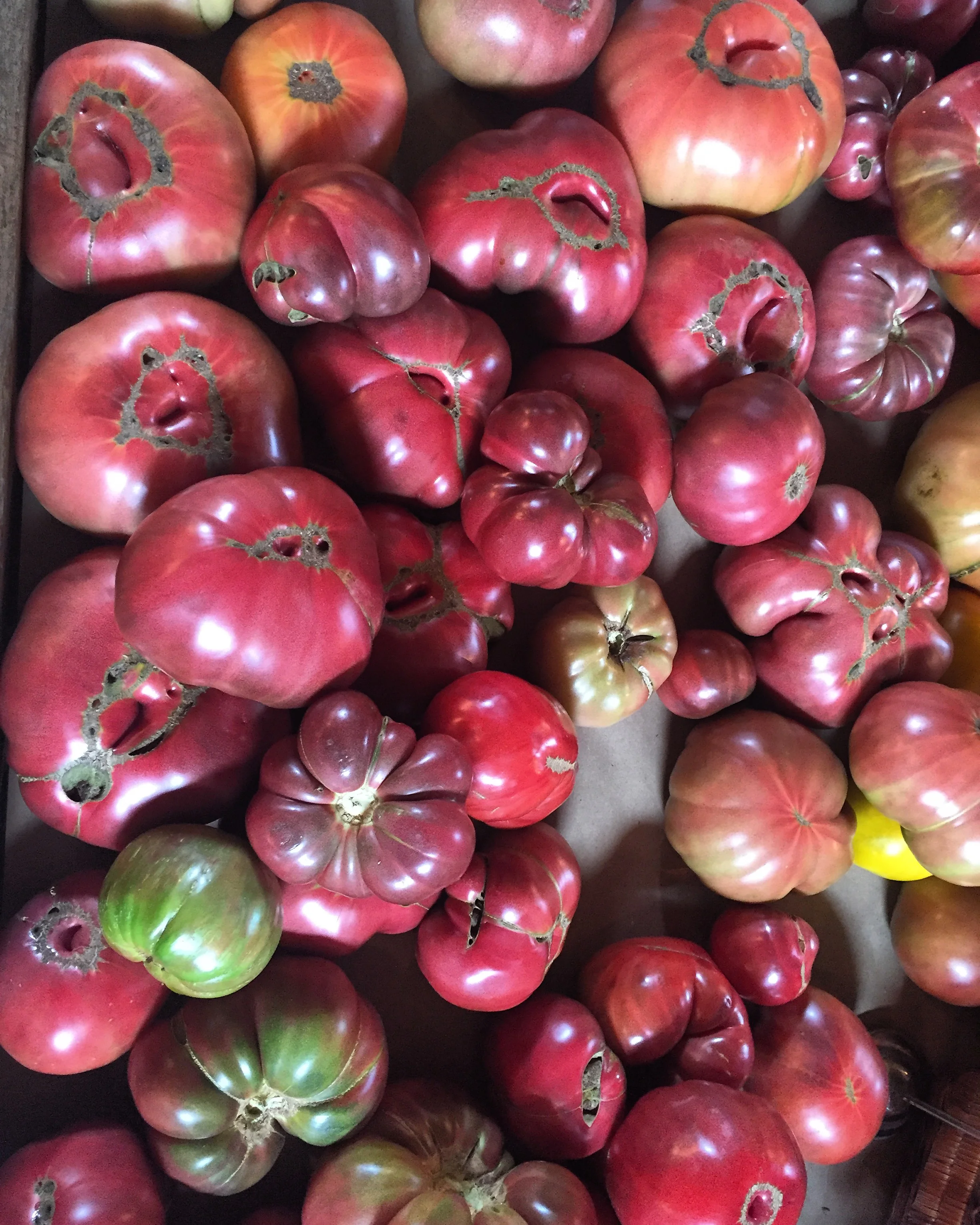 Heirloom Tomato Season, aka our favorite time of the year!