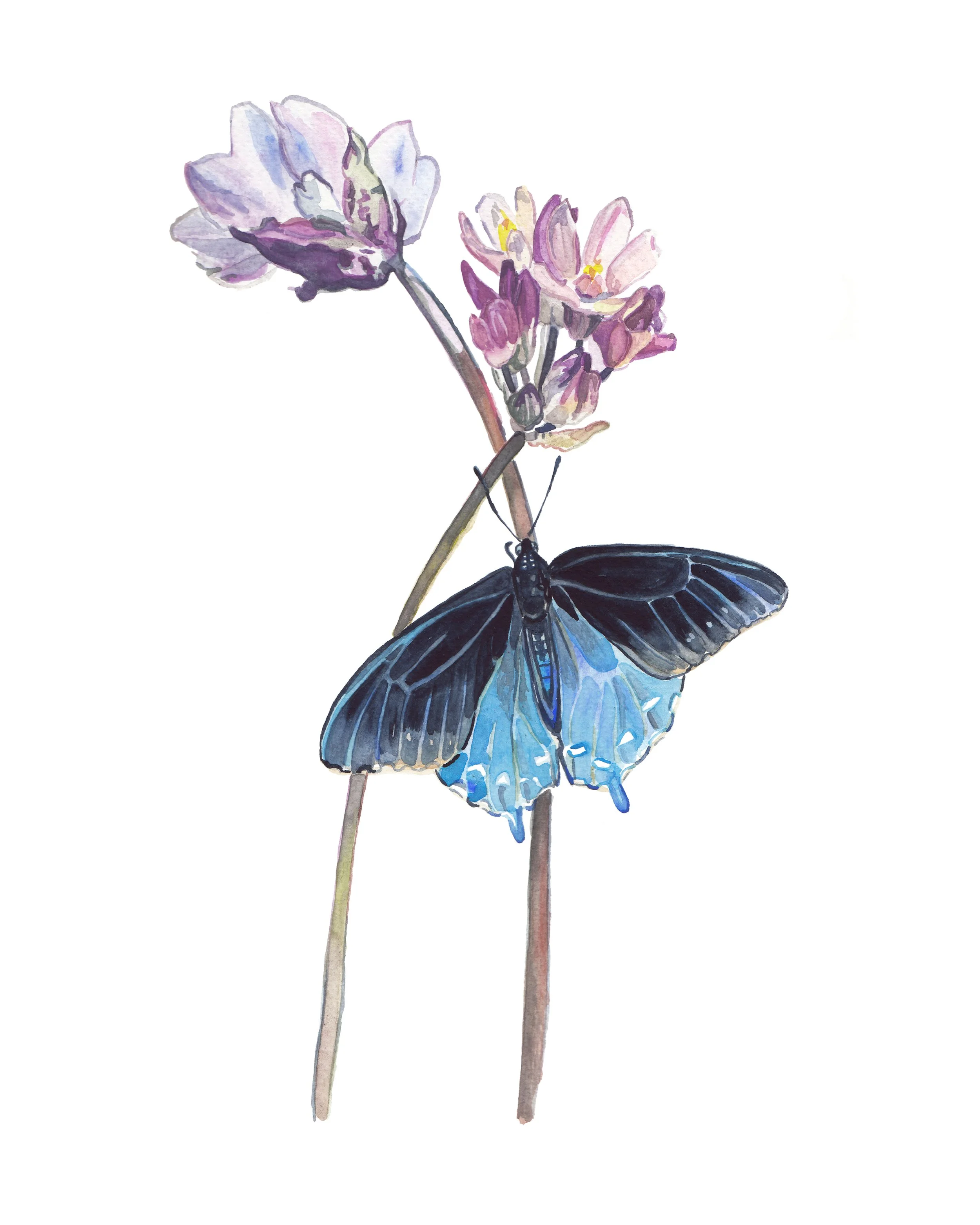 Pipevine Swallowtail_8x10.jpg