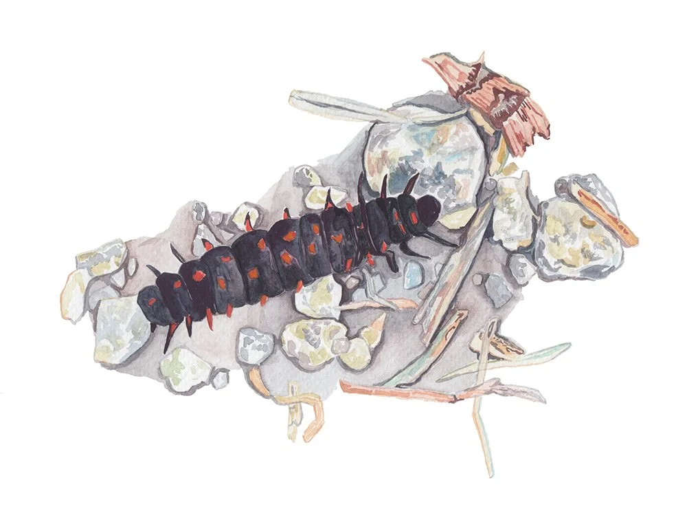 Caterpillar_clean.jpg