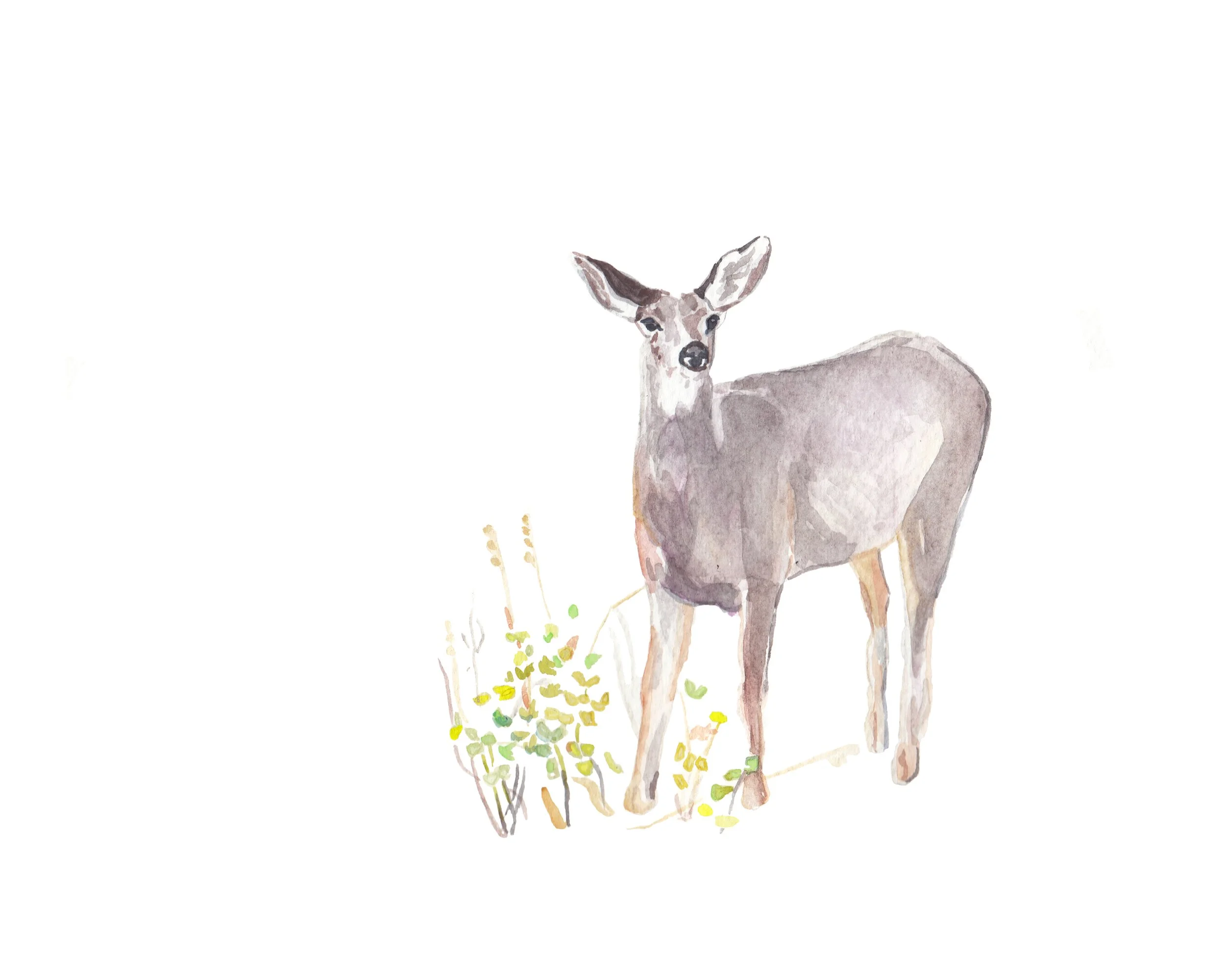 MuleDeer.jpg