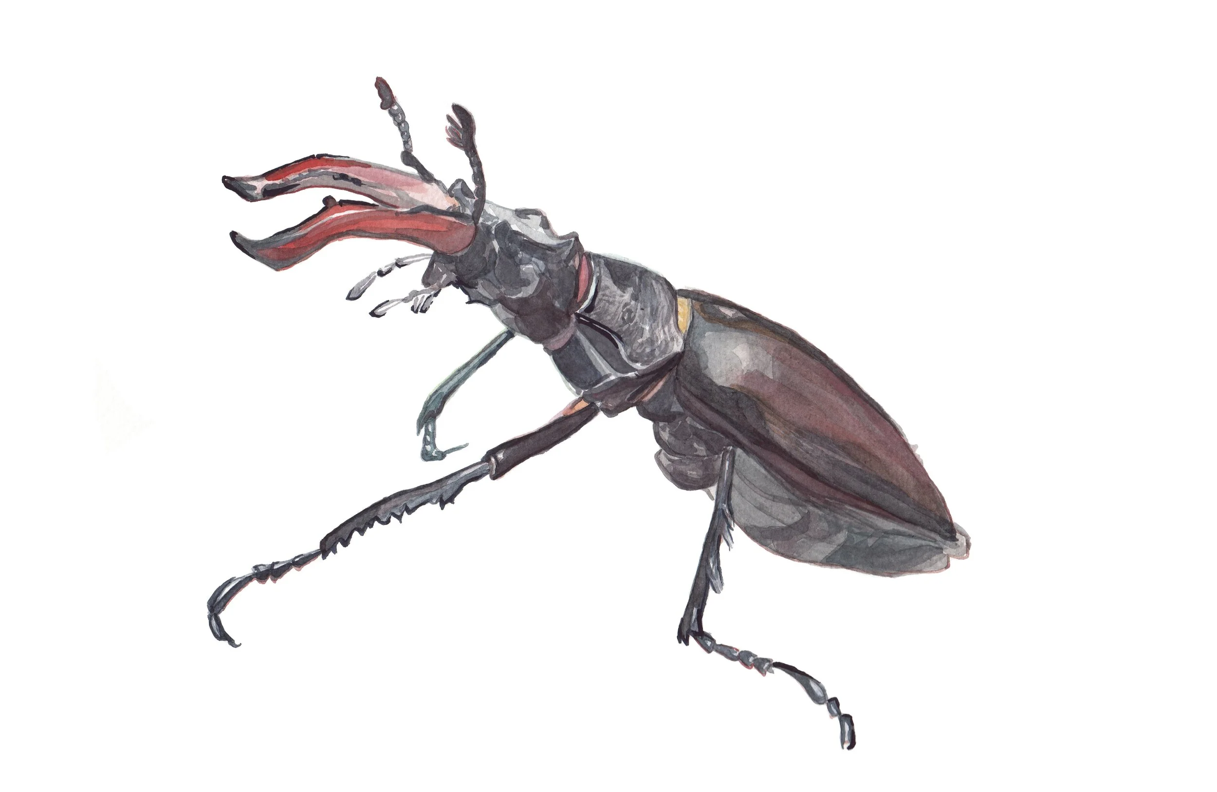 Stag Beetle_clean .jpg