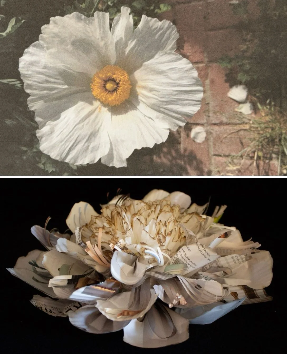 The inspiration and the original, White Peony, original paper art.
#whitepeony #whiteflower #process #inspiration