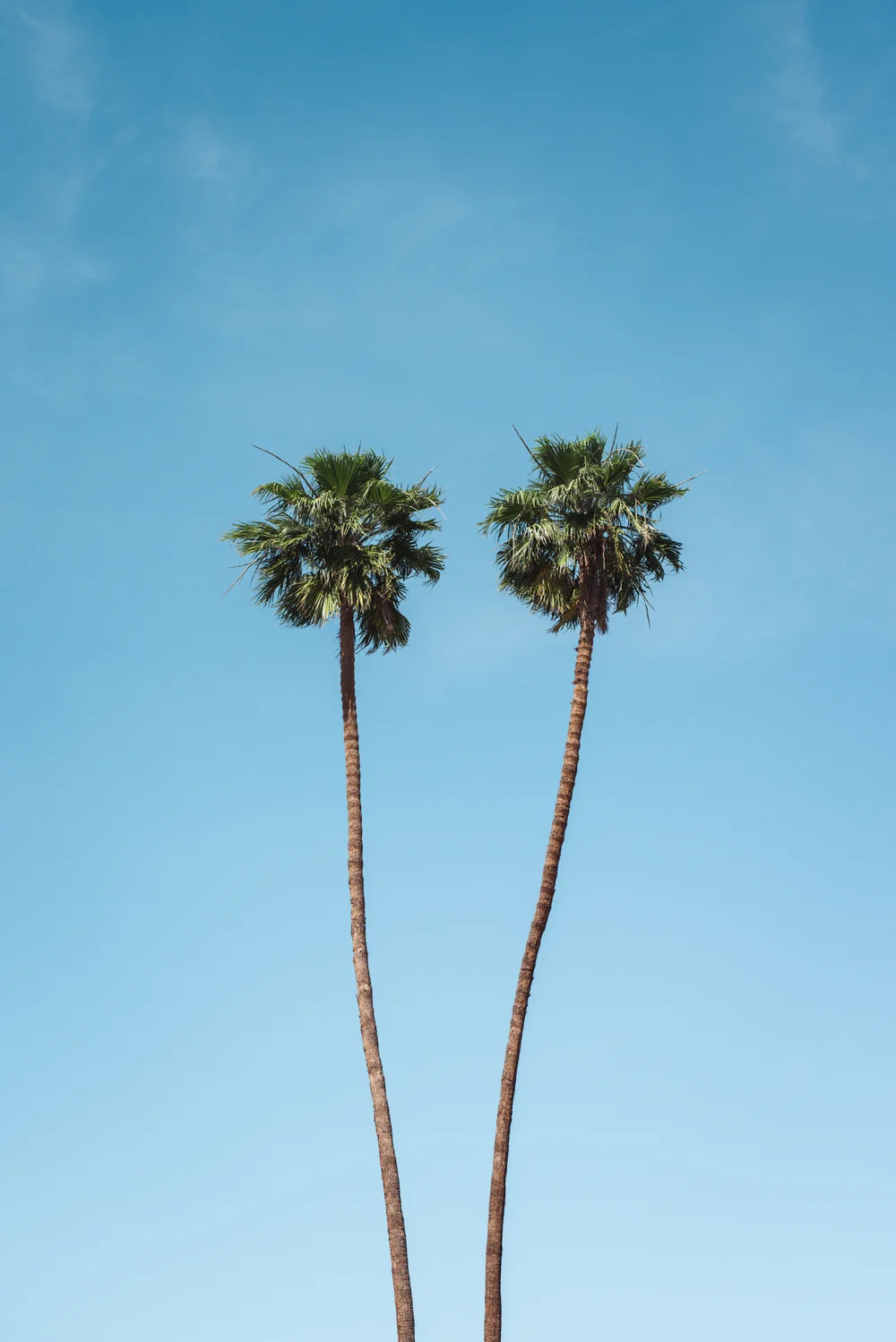 Two Palm Tree Buddies