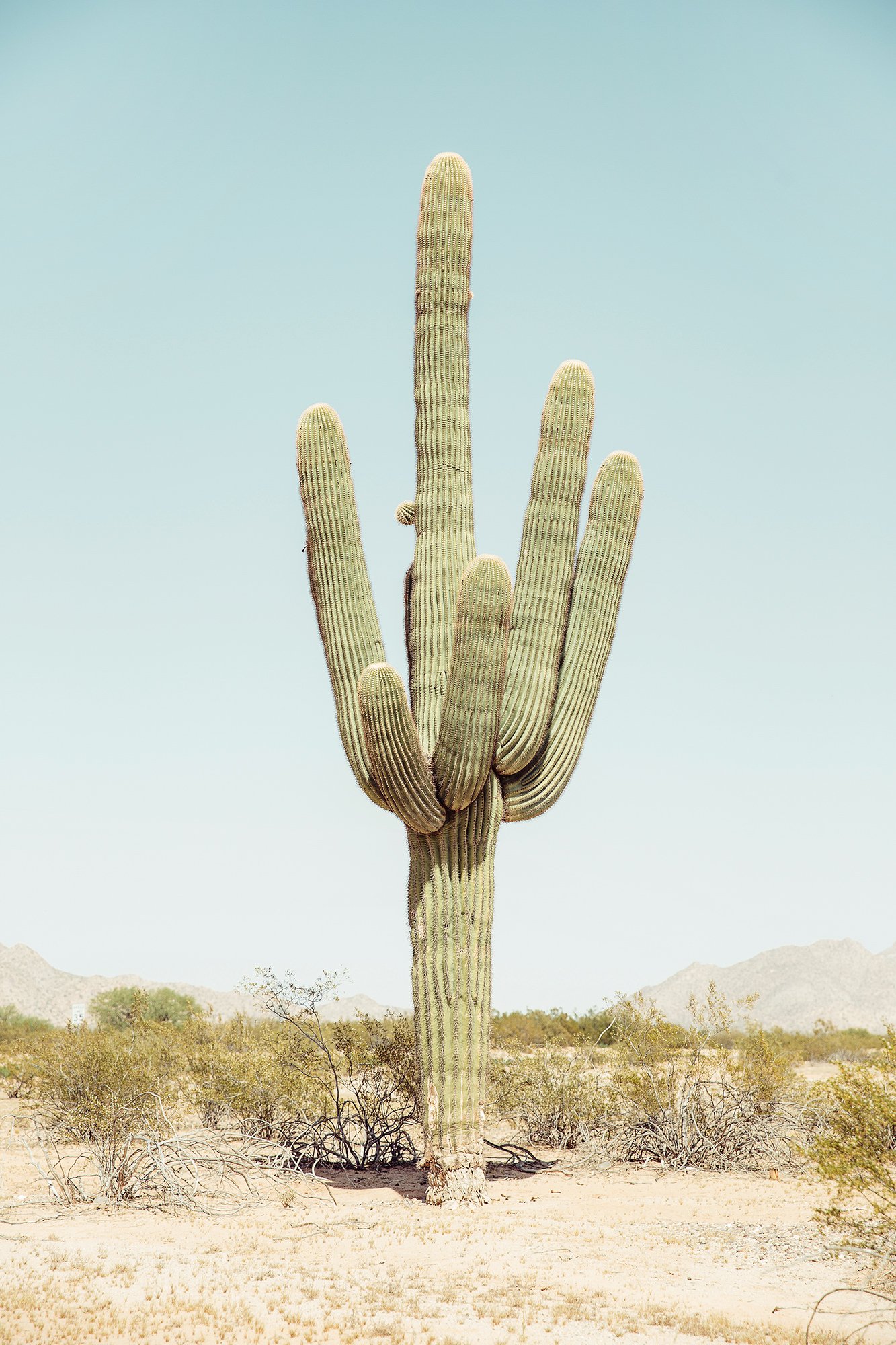 cactus_revised_web.jpg