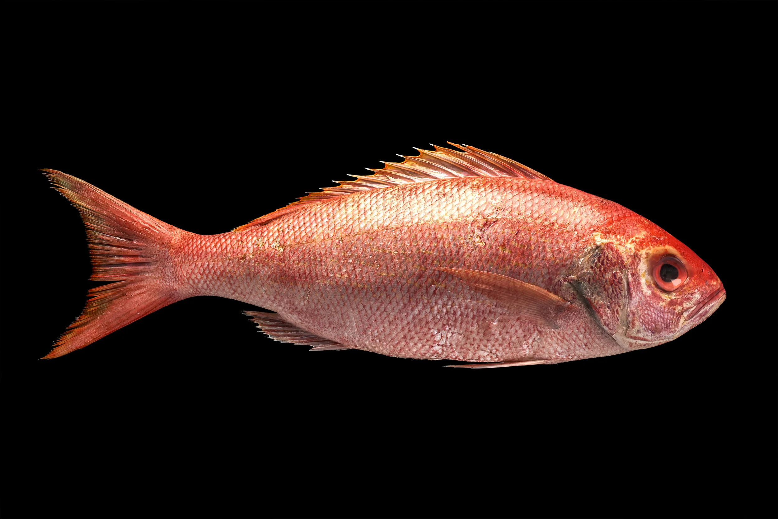 Lutjanus campechanus.jpg