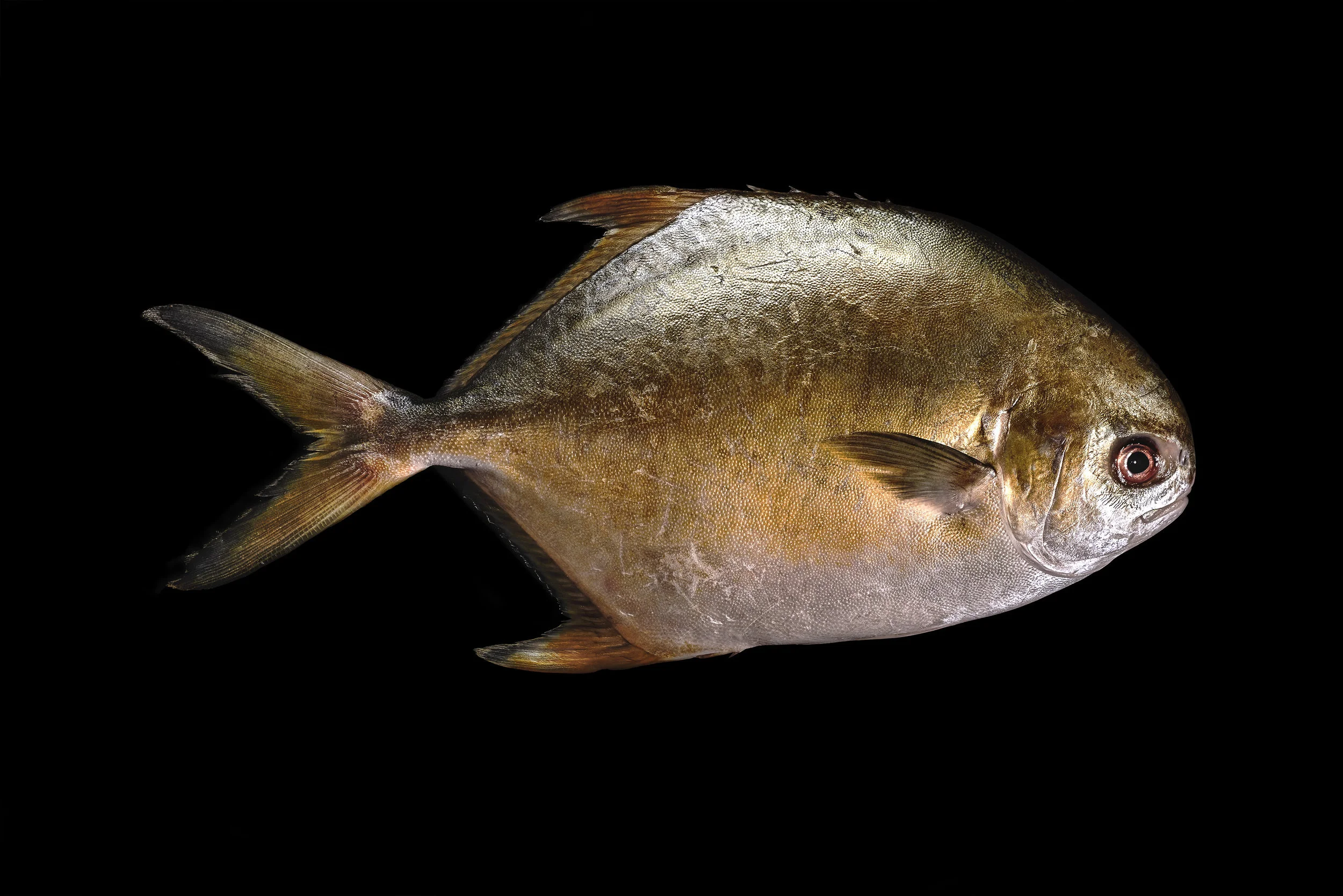 Trachinotus carolinus.jpg